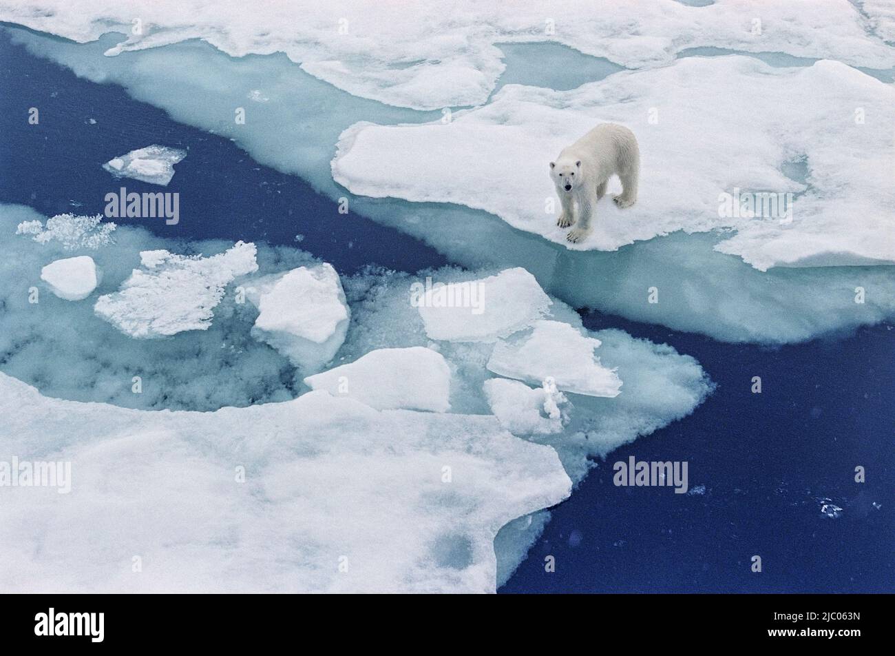 Polar bear walking on Iceberg floating in the Arctic Stock Photo - Alamy