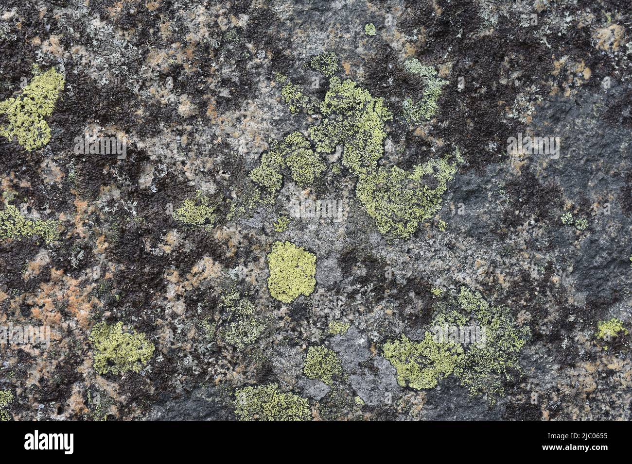 Different types of crustose lichen growing on a stone Stock Photo