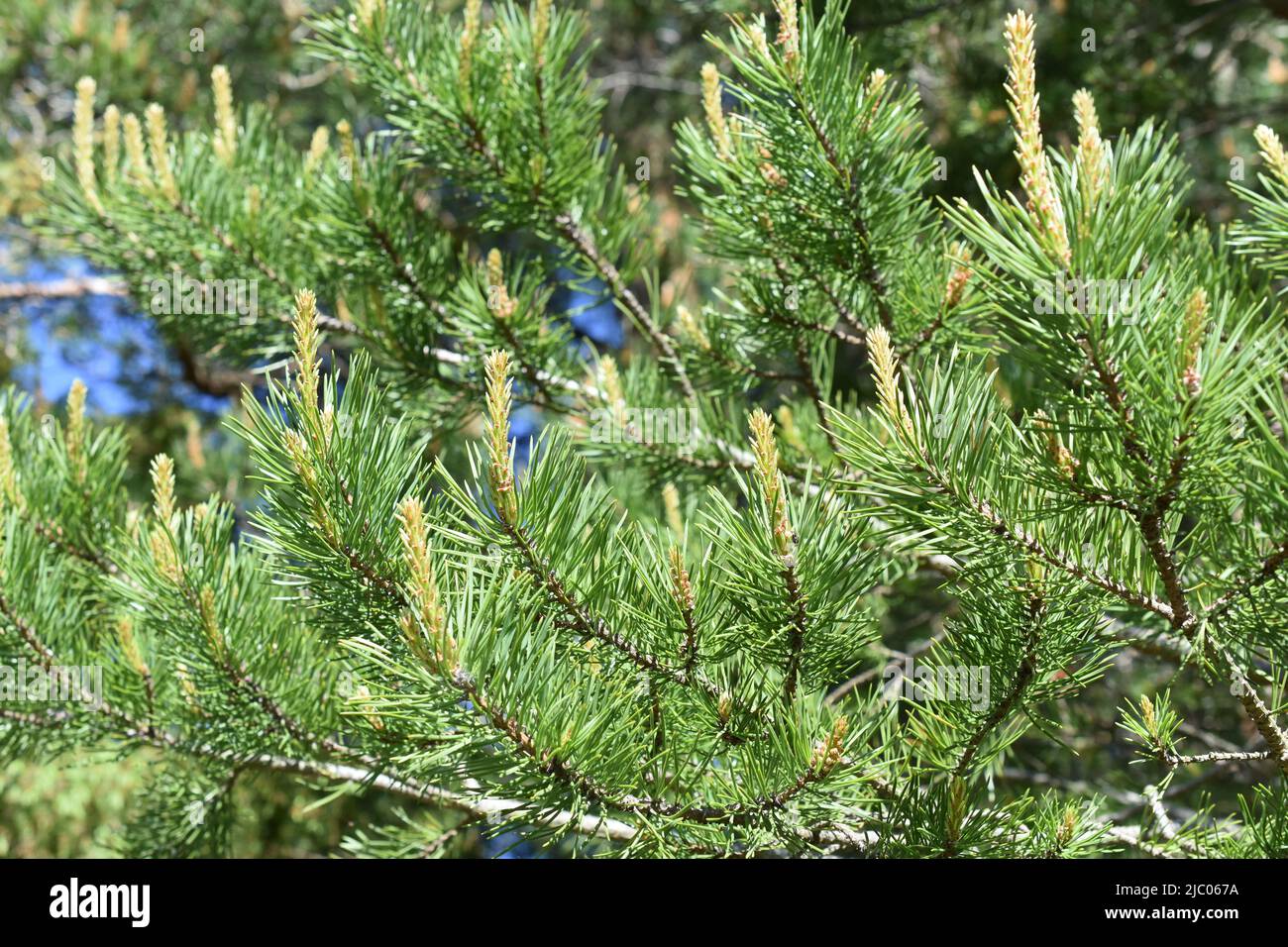 Closeup on pine branch with new foliage sprouting Stock Photo