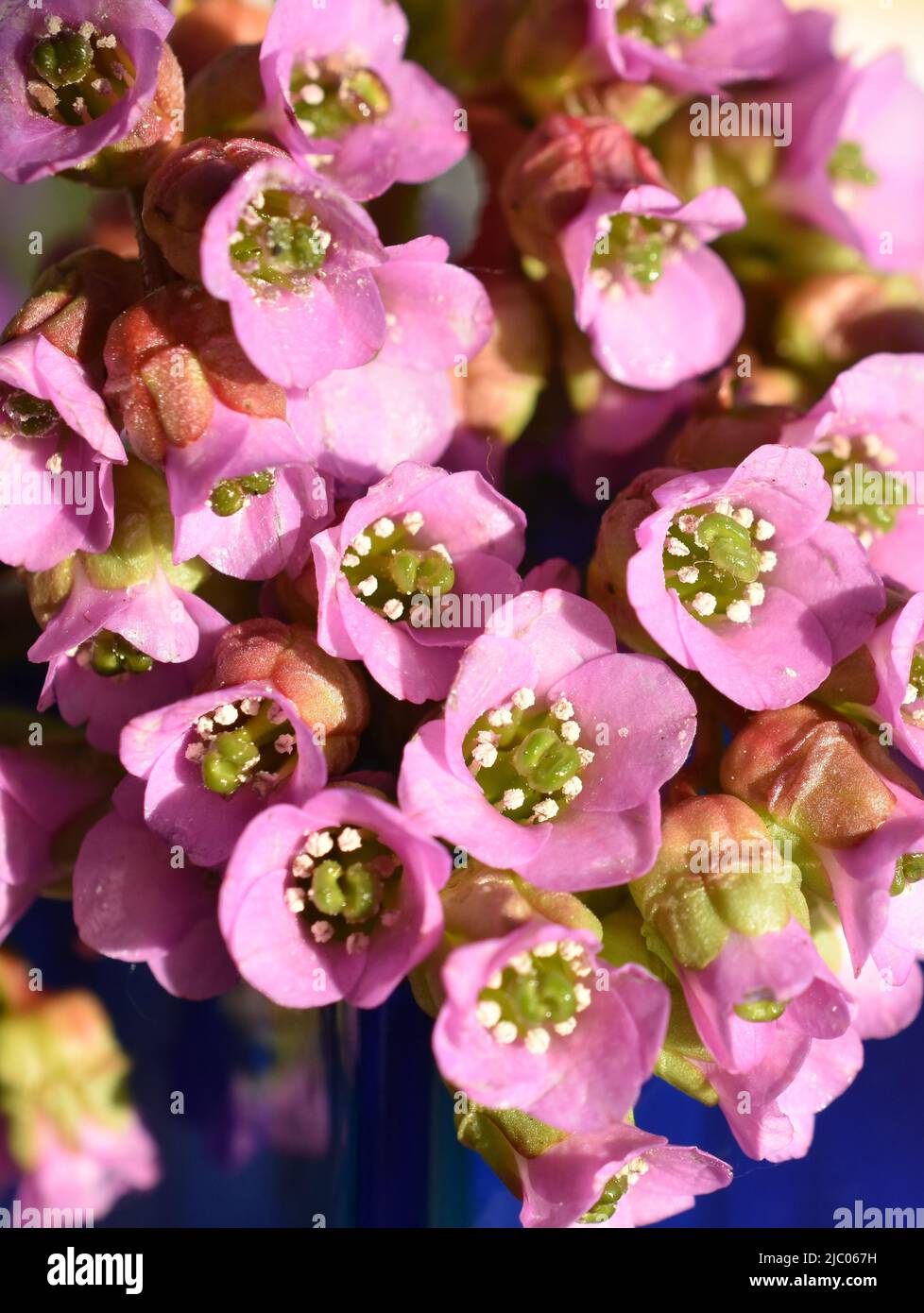 Closeup on pink pigsqueak plant bergenia flowers in a vase Stock Photo