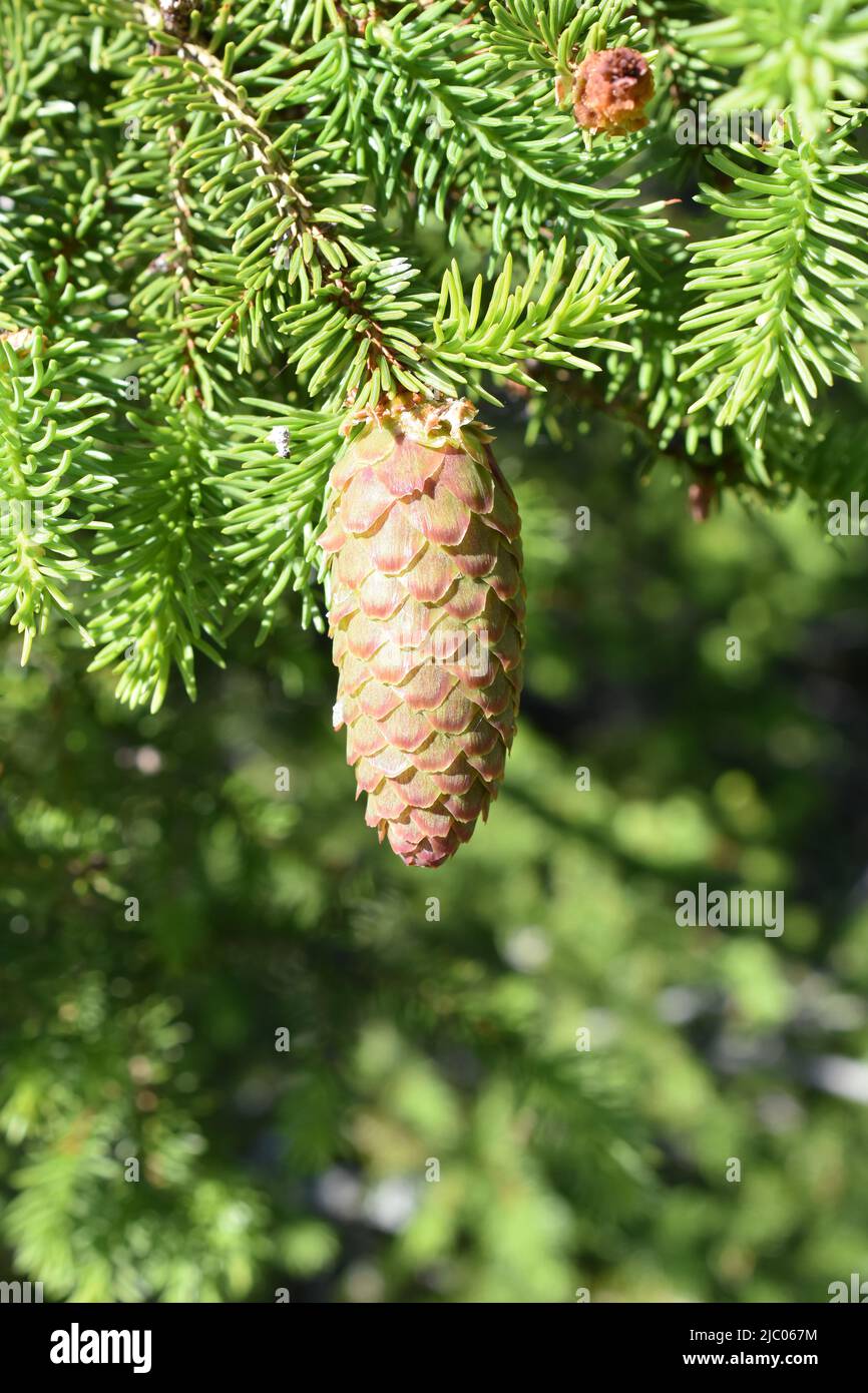 New green foliage and young cone on a spruce tree Picea abies in spring Stock Photo