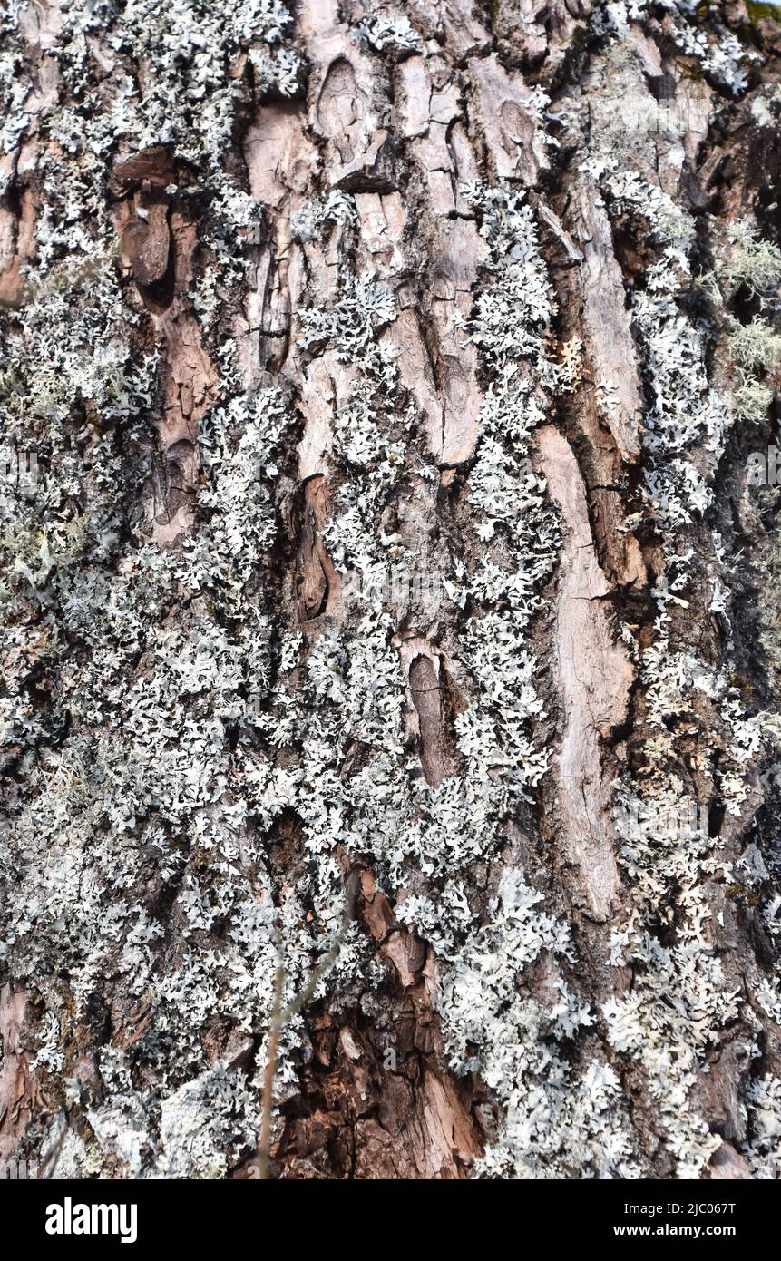 monk's-hood lichen Hypogymnia physodes growing on the trunk of a a fir tree Stock Photo