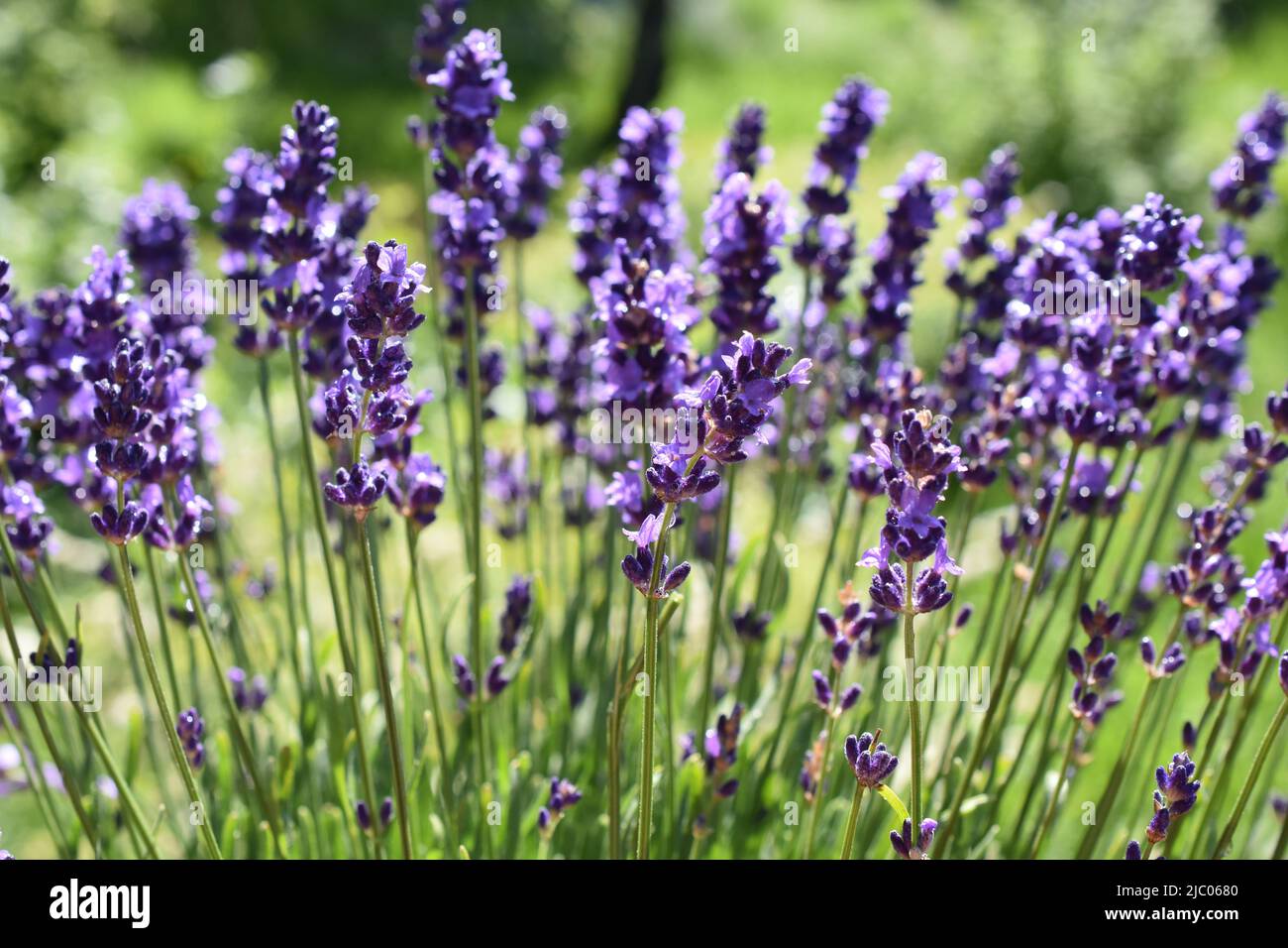 Lavandula angustifolia English lavender purple flowers Stock Photo