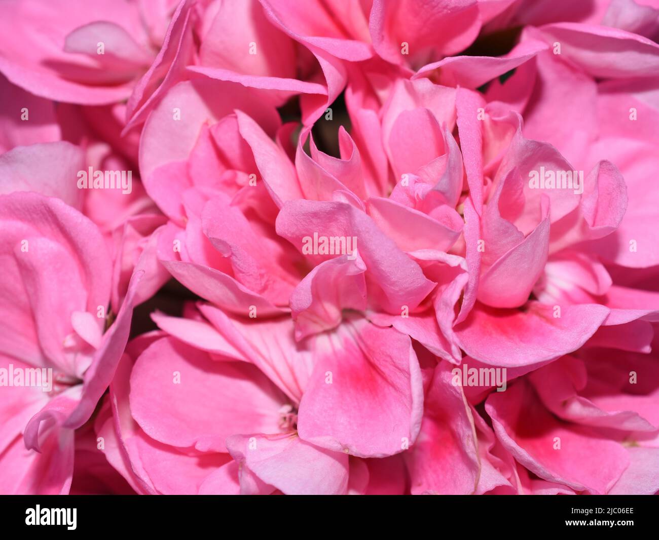 Extreme closeup on pink pelargonium flower Stock Photo
