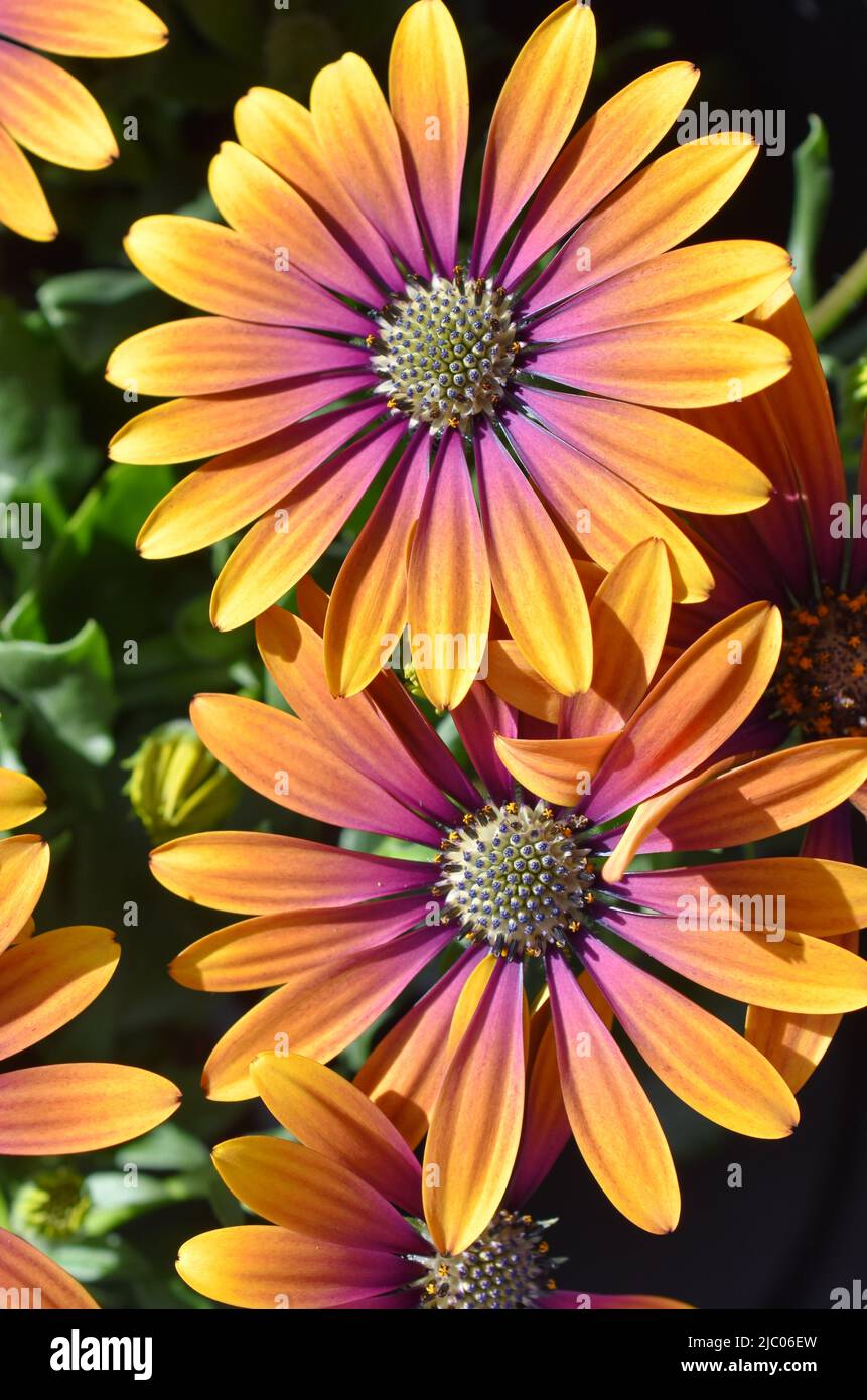 closeup on orange and pink spanish margurite flower Stock Photo