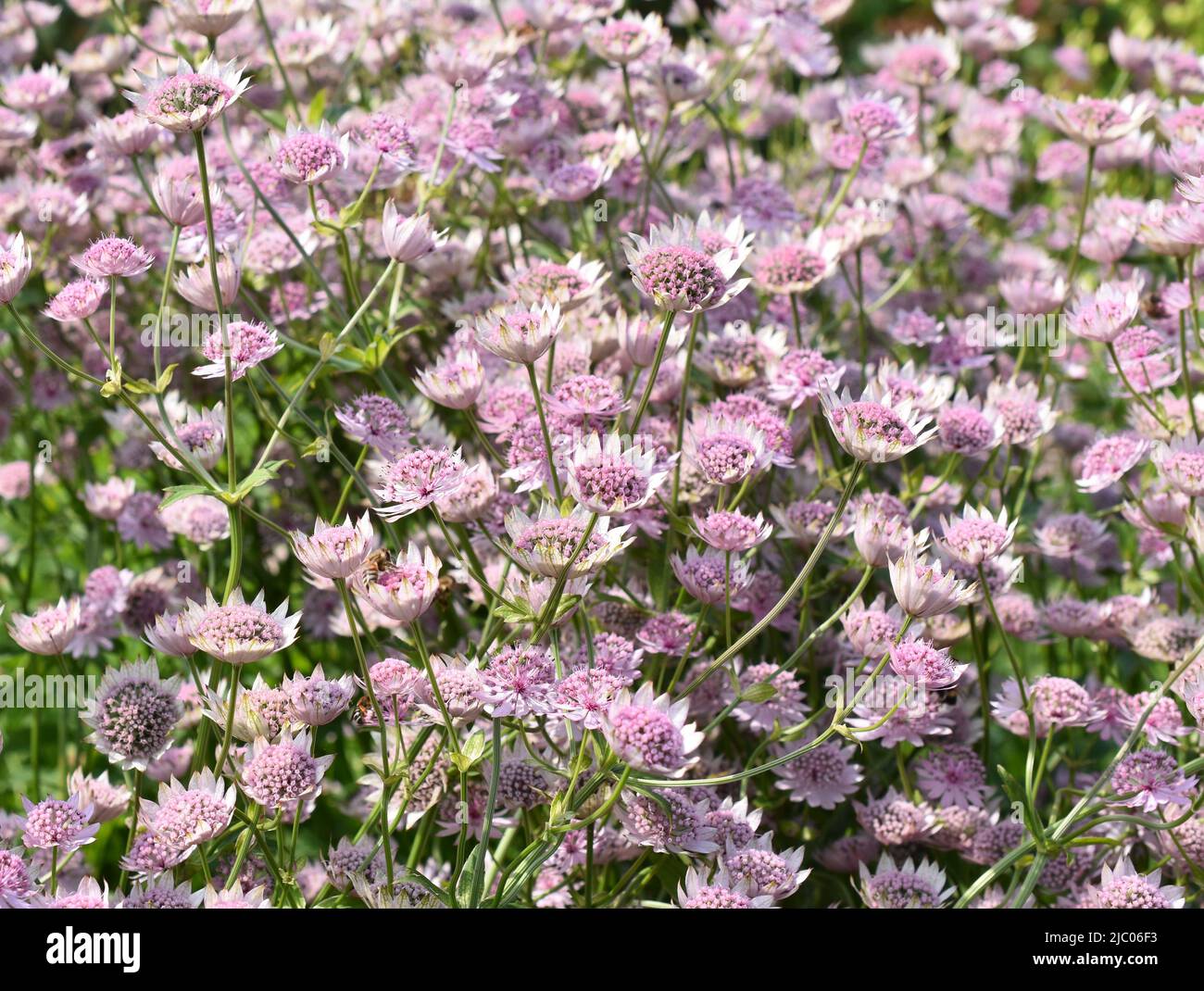 Pink great masterwort Astrantia major flowering in a park a summer day Stock Photo