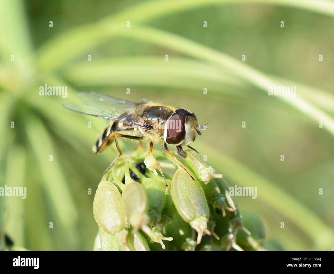 The hoverfly Episyrphus balteatus sitting in vegetation Stock Photo