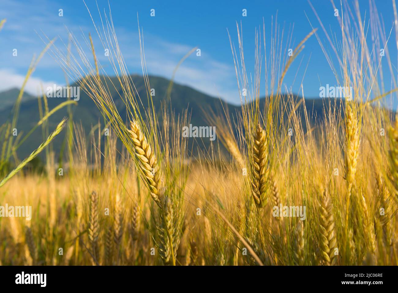 Wheat Field with Mountain in Locarno, Switzerland Stock Photo Alamy