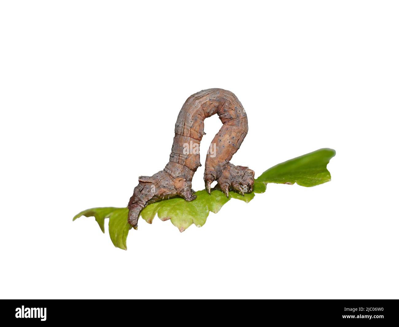 The scalloped oak geometer moth Crocallis elinguaria larva camouflage Stock Photo