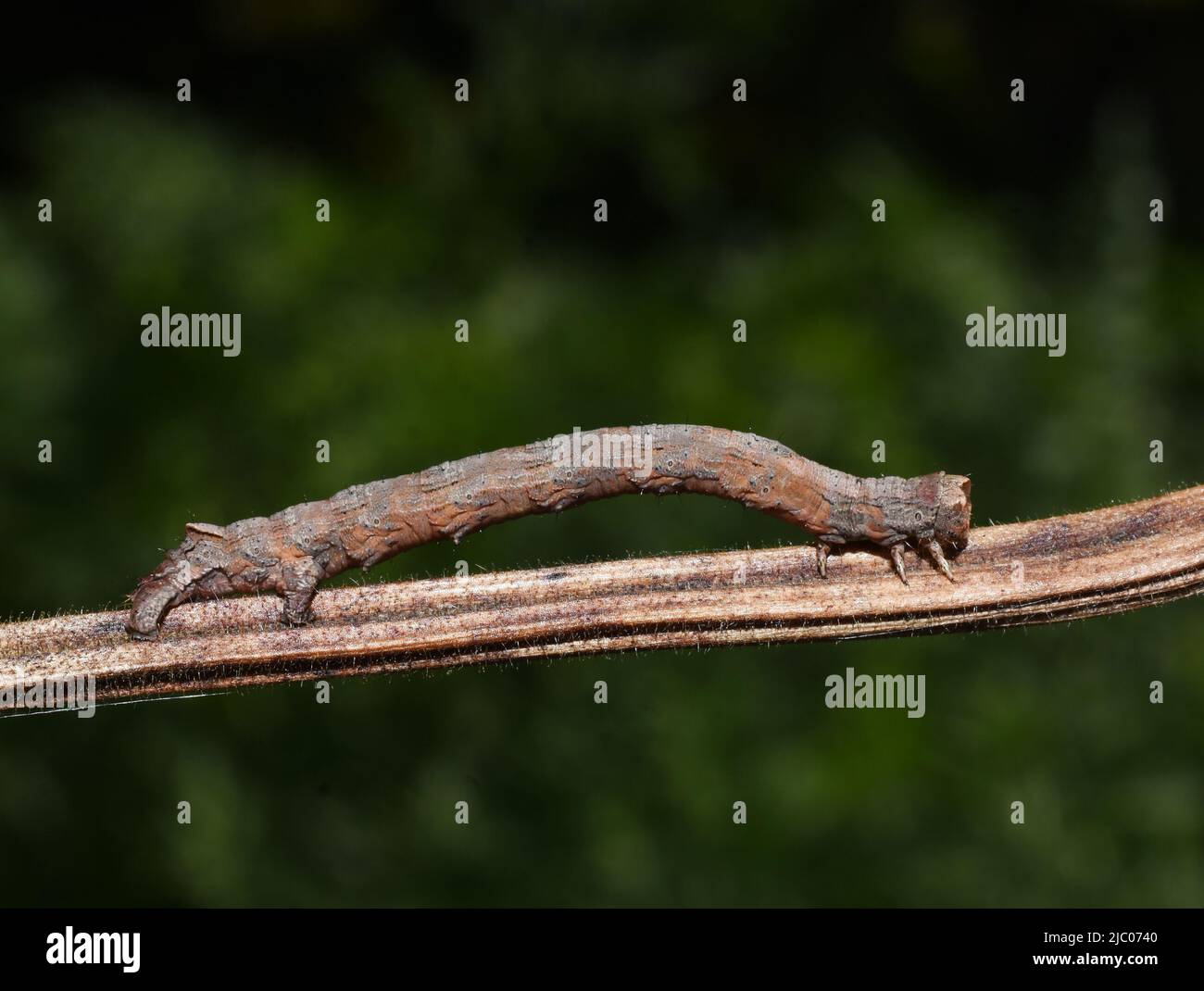 The scalloped oak geometer moth Crocallis elinguaria larva camouflage Stock Photo