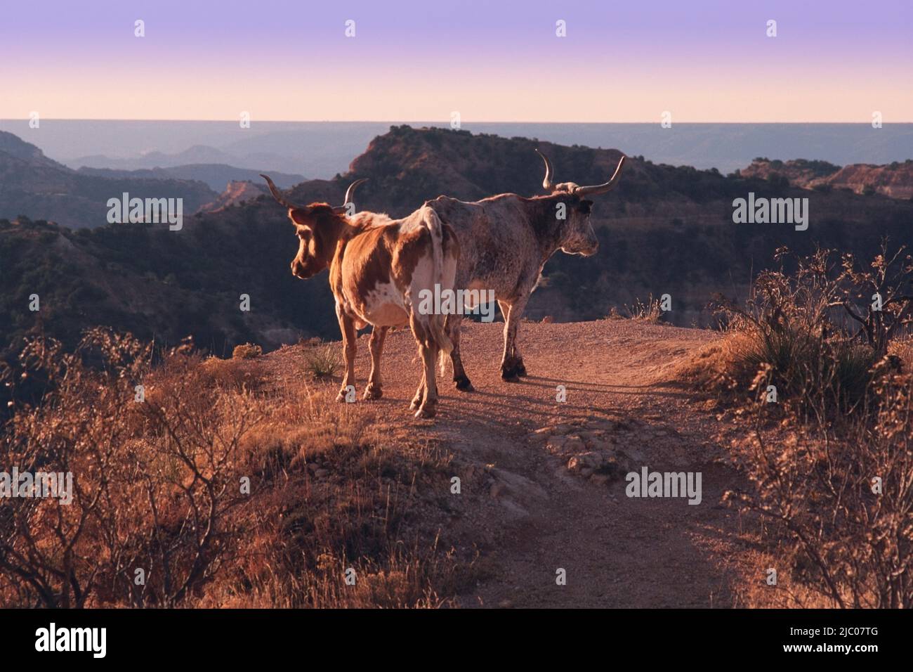 Texas Longhorn cattle standing on the edge of a ridge at Palo Duro ...