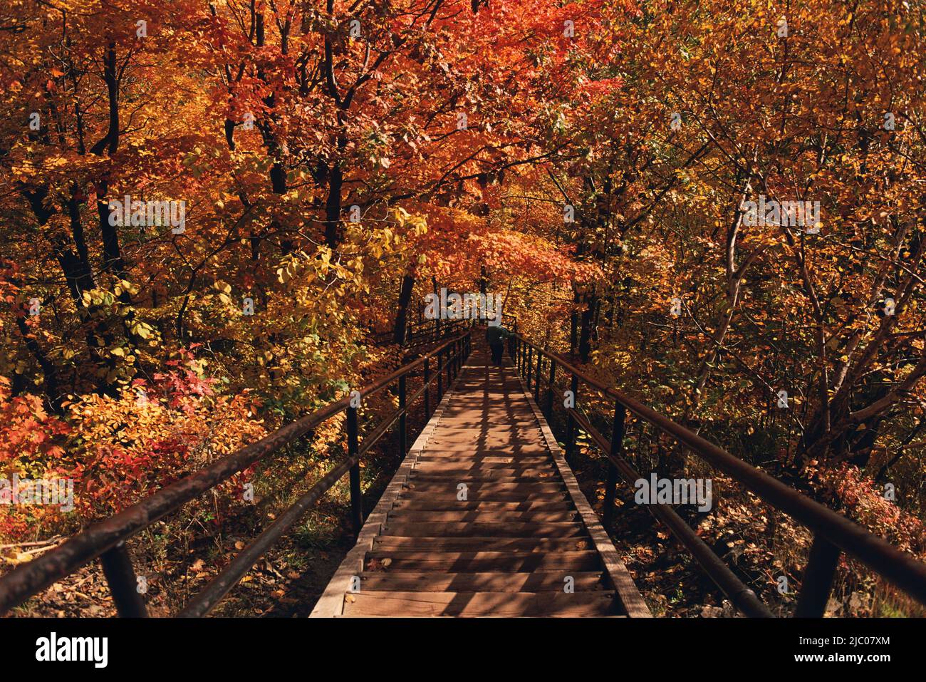 Wooden staircase through a wooded area, Mount Royal, Montreal, Quebec