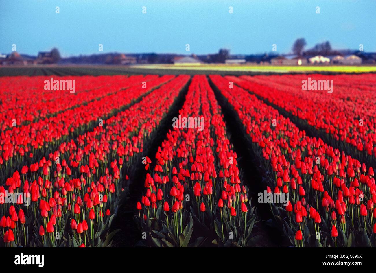 Tulip farm in bloom, Keukenhof Gardens, Netherlands Stock Photo Alamy