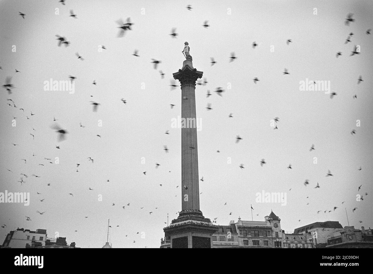 Pigeons flying over a column, Nelson's Column, Trafalgar Square, City Of Westminster, London, England Stock Photo