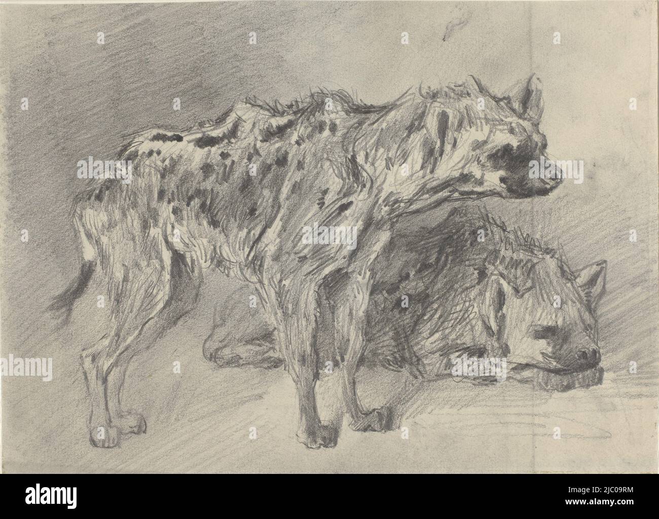 Two hyenas, draughtsman: Frederik Willem Zürcher, 1845 - 1894, paper, h 226 mm × w 312 mm Stock Photo