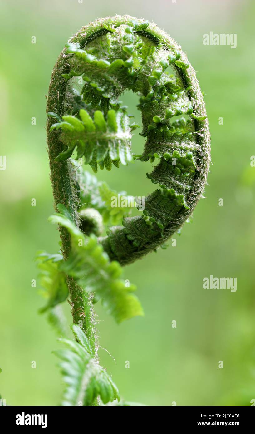 Young buckler fern leaves Stock Photo