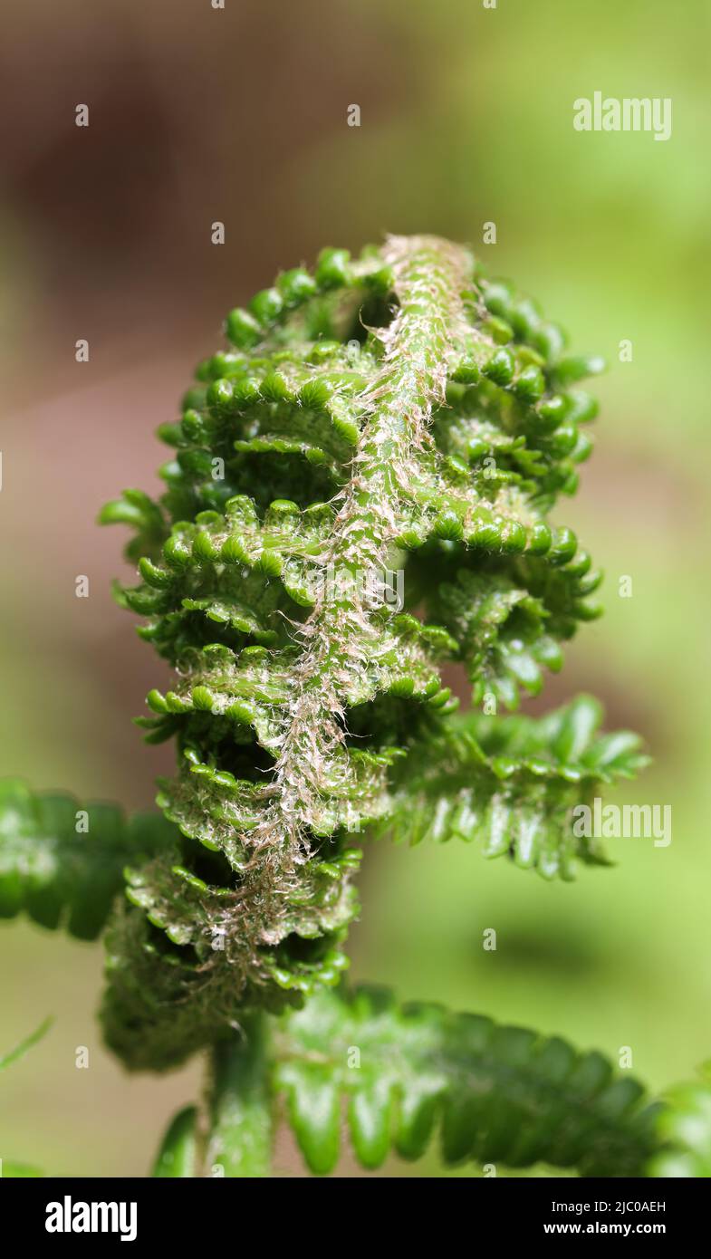 Young buckler fern leaves Stock Photo