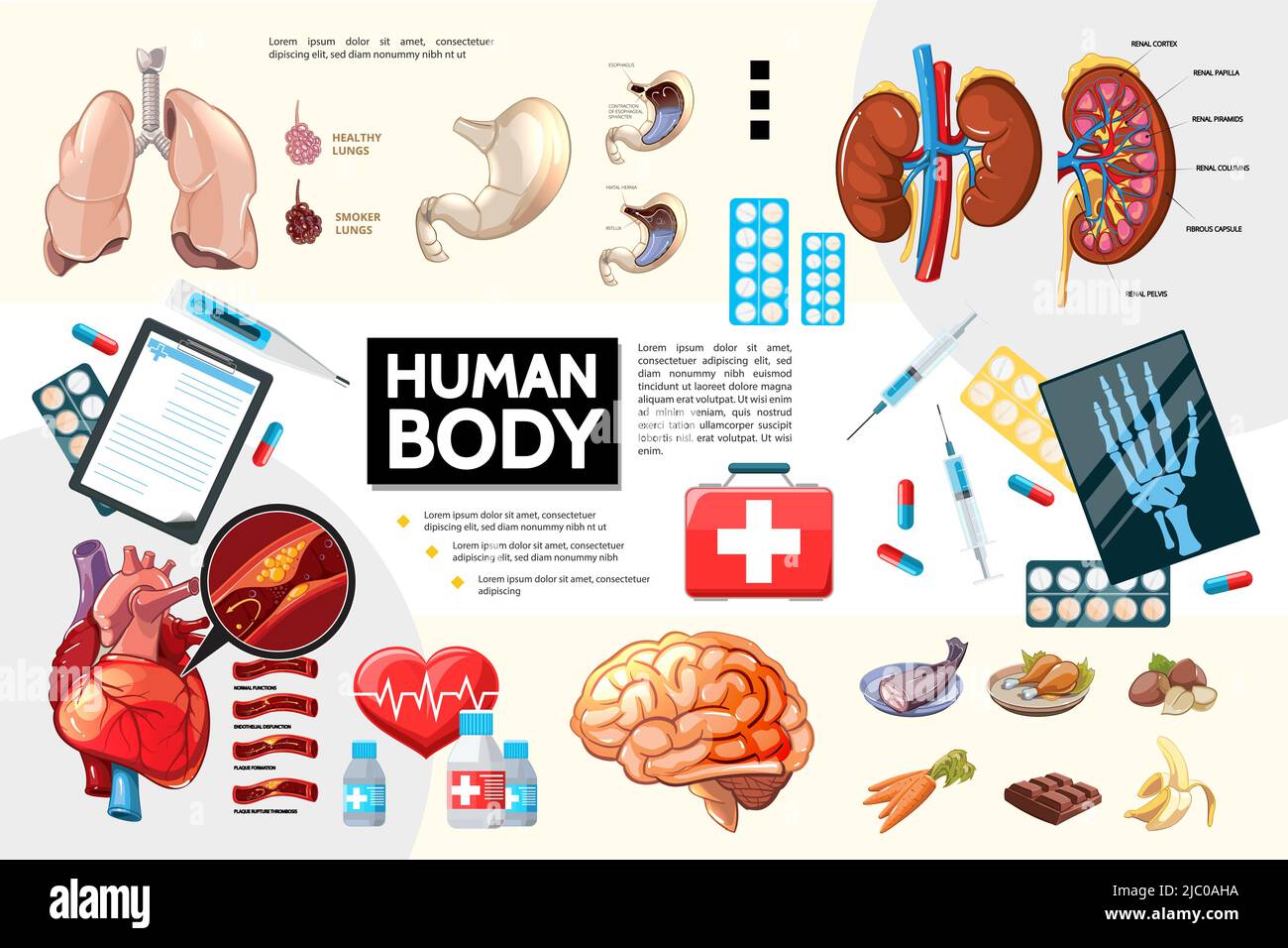 Cartoon human body anatomy infographics with internal organs food pills and medical equipment vector illustration Stock Vector