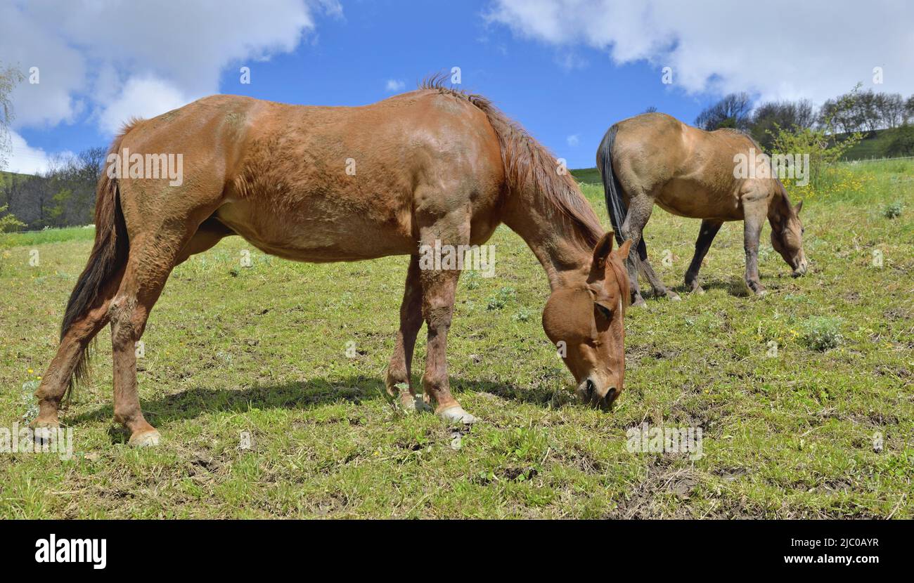 two brown horse grazing in a pasture in alpine mountain Stock Photo