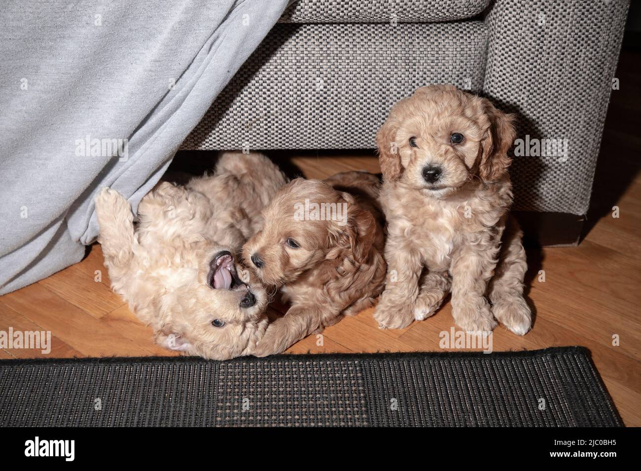 Goldendoodle bichon best sale mix