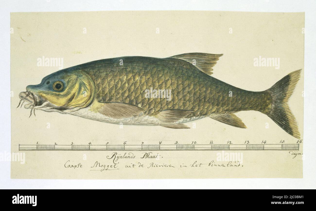 Cape moggel or mullet (Labeo umbratus), with scale in Rhineland thumbs, Labeo umbratus (Cape moggel), draughtsman: Robert Jacob Gordon, (attributed to), Oct-1777 - Mar-1786, paper, brush, h 660 mm × w 480 mm, h 171 mm × w 300 mm Stock Photo