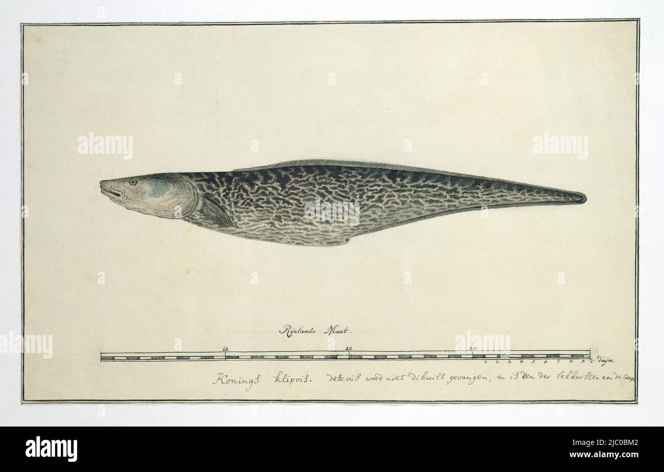 King cliff fish hires stock photography and images Alamy