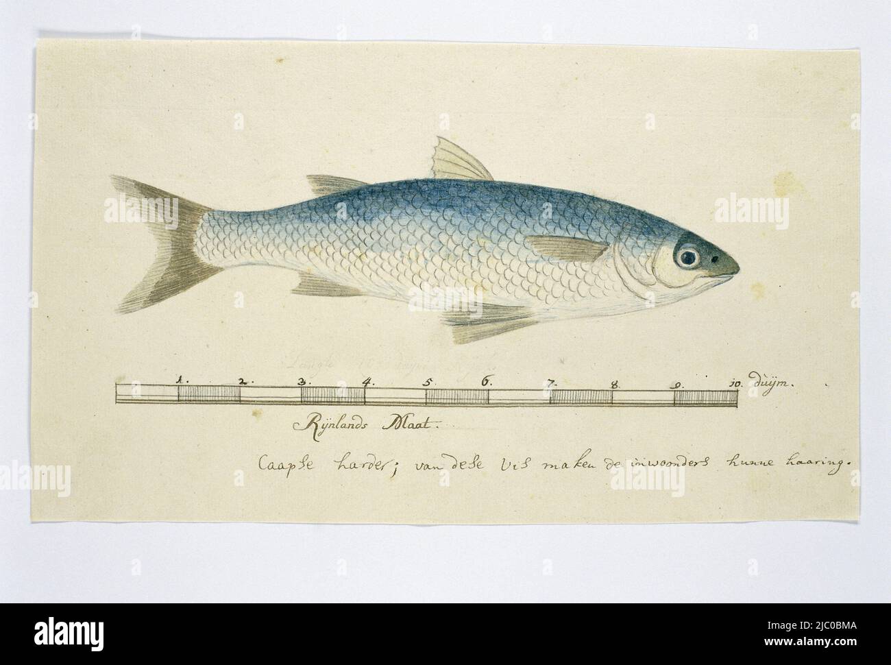 Cape mullet (Liza richardsoni) with a scale in Rhineland thumbs, Liza richardsonii (South African mullet), draughtsman: Robert Jacob Gordon, (attributed to), Oct-1777 - Mar-1786, paper, brush, h 660 mm × w 480 mm, h 170 mm × w 294 mm Stock Photo