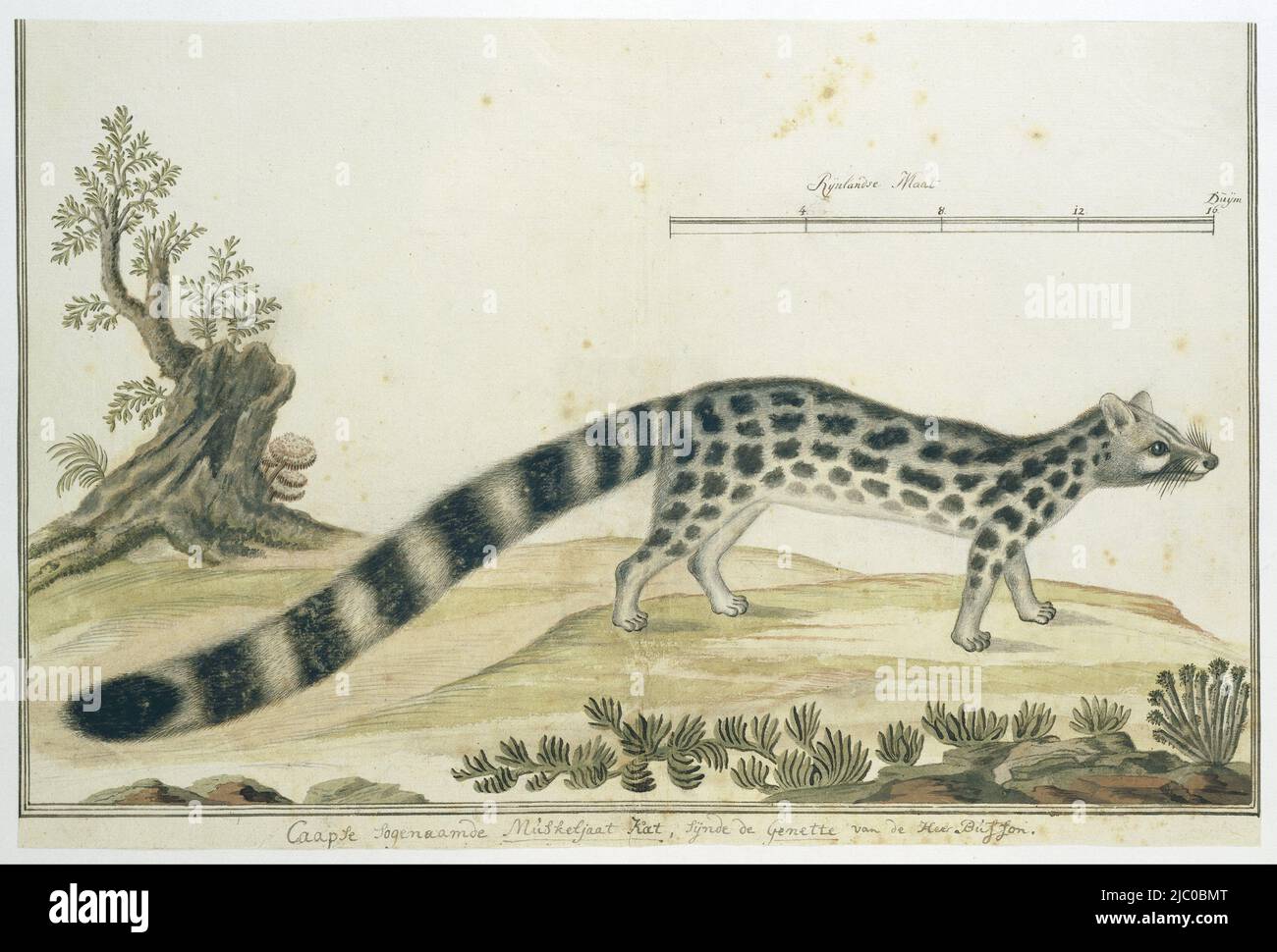 Genetkat (Genetta tigrina), donated in 1759 by governor Ryk Tulbagh to the menagerie of Stadholder William V, set up after his death and housed in the stadholder's collection. On a Rhineland scale, Genetta tigrina (Cape genet)., draughtsman: Robert Jacob Gordon, Oct-1777 - Mar-1786, paper, brush, pen, h 660 mm × w 480 mm, h 316 mm × w 473 mm Stock Photo
