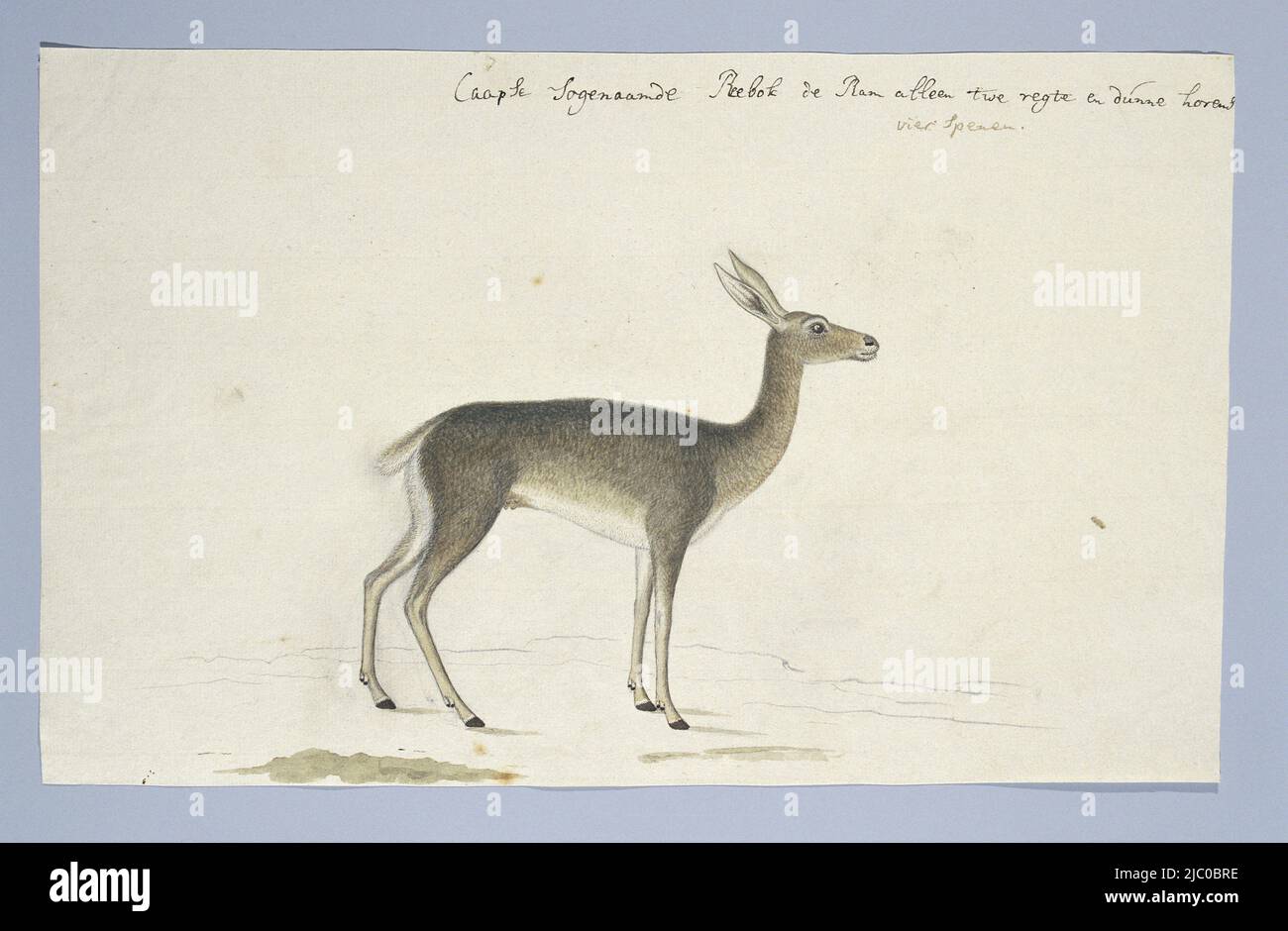 Pelea capreolus (Grey rhebok), draughtsman: Robert Jacob Gordon, Oct-1777 - Mar-1786, paper, brush, pen, h 660 mm × w 480 mm, h 231 mm × w 378 mm Stock Photo