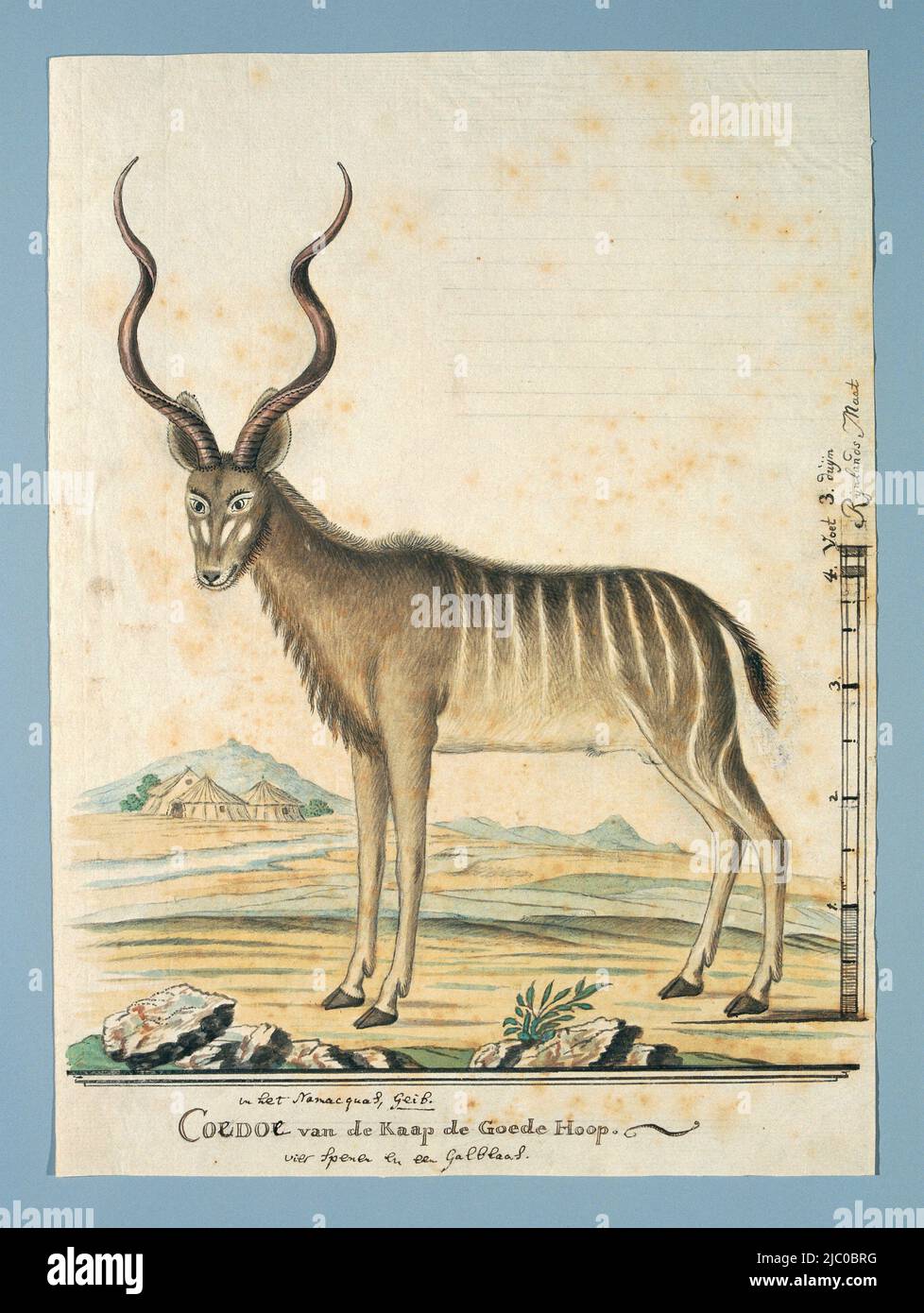 Large kudu (Tragelaphus strepsiceros), with scale in Rhineland size, Tragelaphus strepsiceros (Greater kudu), draughtsman: Robert Jacob Gordon, Oct-1777 - Mar-1778, paper, brush, pen, h 660 mm × w 480 mm, h 359 Large kudu (Tragelaphus strepsiceros), with scale in Rhineland size, Tragelaphus strepsiceros (Greater kudu), draughtsman: Robert Jacob Gordon, Oct-1777 - Mar-1778, paper, brush, pen, h 660 mm × w 480 mm, h 359