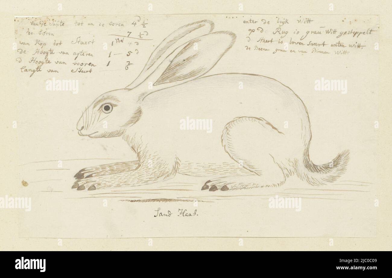 Sandy hare (Lepus sp.), not to be determined with certainty, Lepus saxatilis (?), draughtsman: Robert Jacob Gordon, Oct-1777 - Mar-1786, paper, pen, brush, h 660 mm × w 480 mm, h 189 mm × w 309 mm Stock Photo
