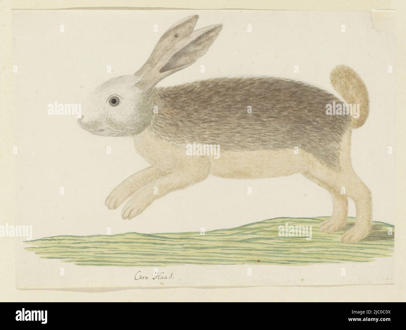 A Karoo hare (named by Gordon), lepus sp.(?), cannot be determined with certainty, Pronolagus sp. (Karoo hare), draughtsman: Robert Jacob Gordon, Oct-1777 - Mar-1786, paper, pen, brush, h 660 mm × w 480 mm, h 267 mm × w 369 mm Stock Photo
