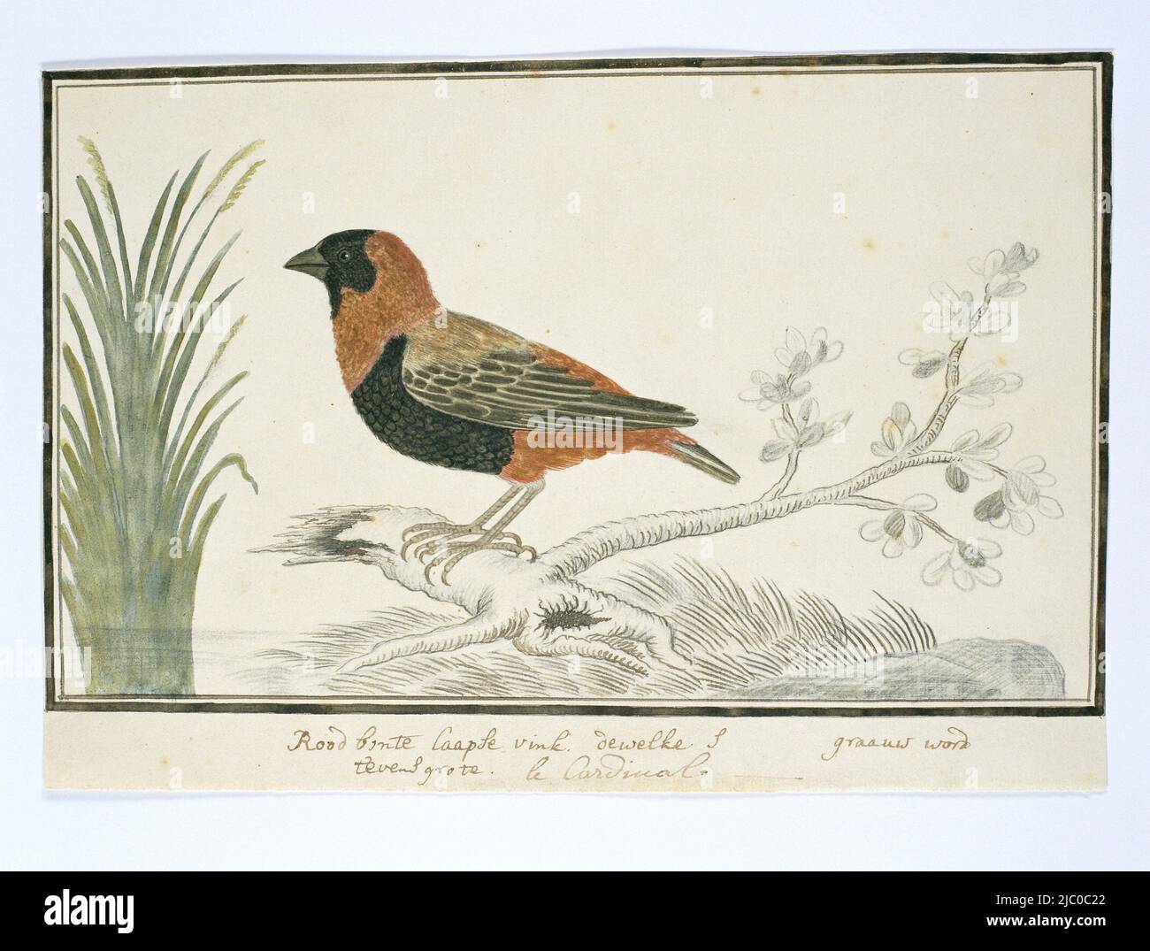 Bird study: Cardinal Finch (Euplectes orix), or red and white Cape Finch, full-sized. Belongs to the weaverbirds, Euplectes orix (Southern red bishop)., draughtsman: Robert Jacob Gordon, Oct-1777 - Mar-1786, paper, pen, brush, h 660 mm × w 480 mm, h 197 mm × w 288 mm, h 167 mm × w 279 mm Stock Photo