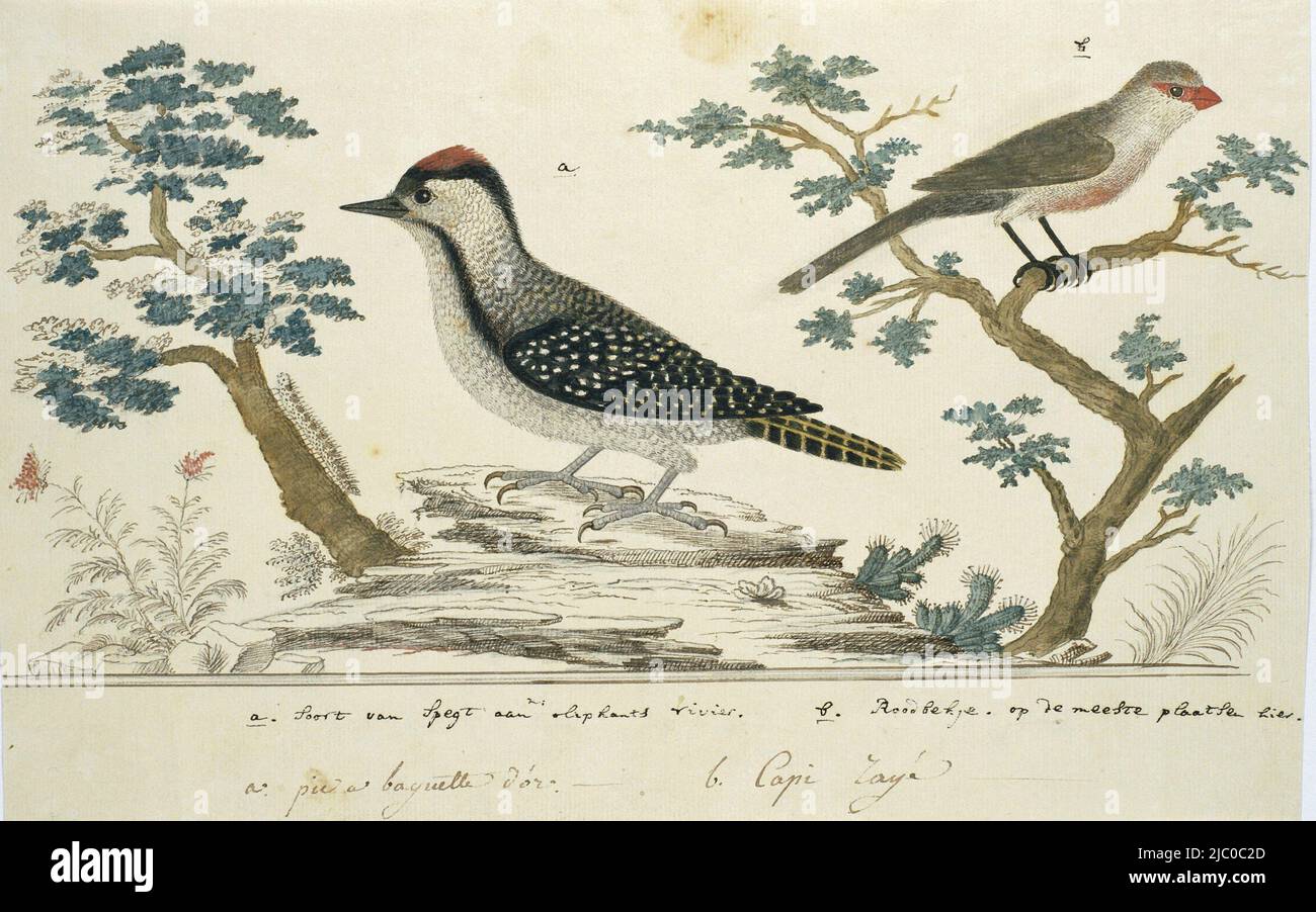 Bird study: on the left a cardinal woodpecker (Dendropicos fuscescens) and on the right a St. Helena pheasant (Estrilda astrild). Gordon calls the pheasant 'red beak', Dendropicos fuscescens (Cardinal woodpecker) and Estrilda astrild (Common waxbill)., draughtsman: Robert Jacob Gordon, Oct-1777 - Mar-1786, paper, pen, brush, h 660 mm × w 480 mm, h 209 mm × w 327 mm, h 170 mm × w 327 mm Stock Photo
