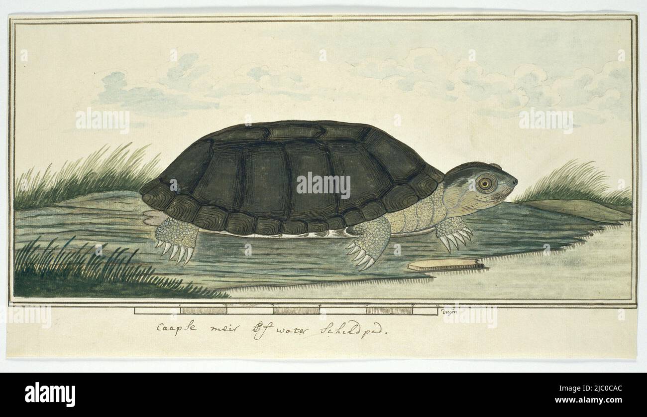 Long-necked turtle (Pelomedusa subrufa), with a scale in inches under the frame lines at the bottom of the show, Pelomedusa subrufa (African helmeted turtle), draughtsman: Robert Jacob Gordon, (attributed to), Oct-1777 - Mar-1786, paper, brush, pen, h 660 mm × w 480 mm, h 189 mm × w 346 mm, h 150 mm × w 340 mm Stock Photo