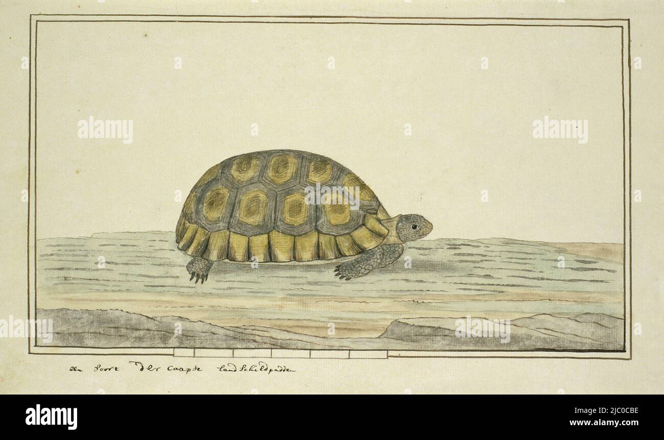 Chersine angulata (Angulate tortoise), draughtsman: Robert Jacob Gordon, (attributed to), c. Oct-1777 - Mar-1786, paper, brush, pen, h 660 mm × w 480 mm, h 200 mm × w 333 mm, h 160 mm × w 291 mm Stock Photo