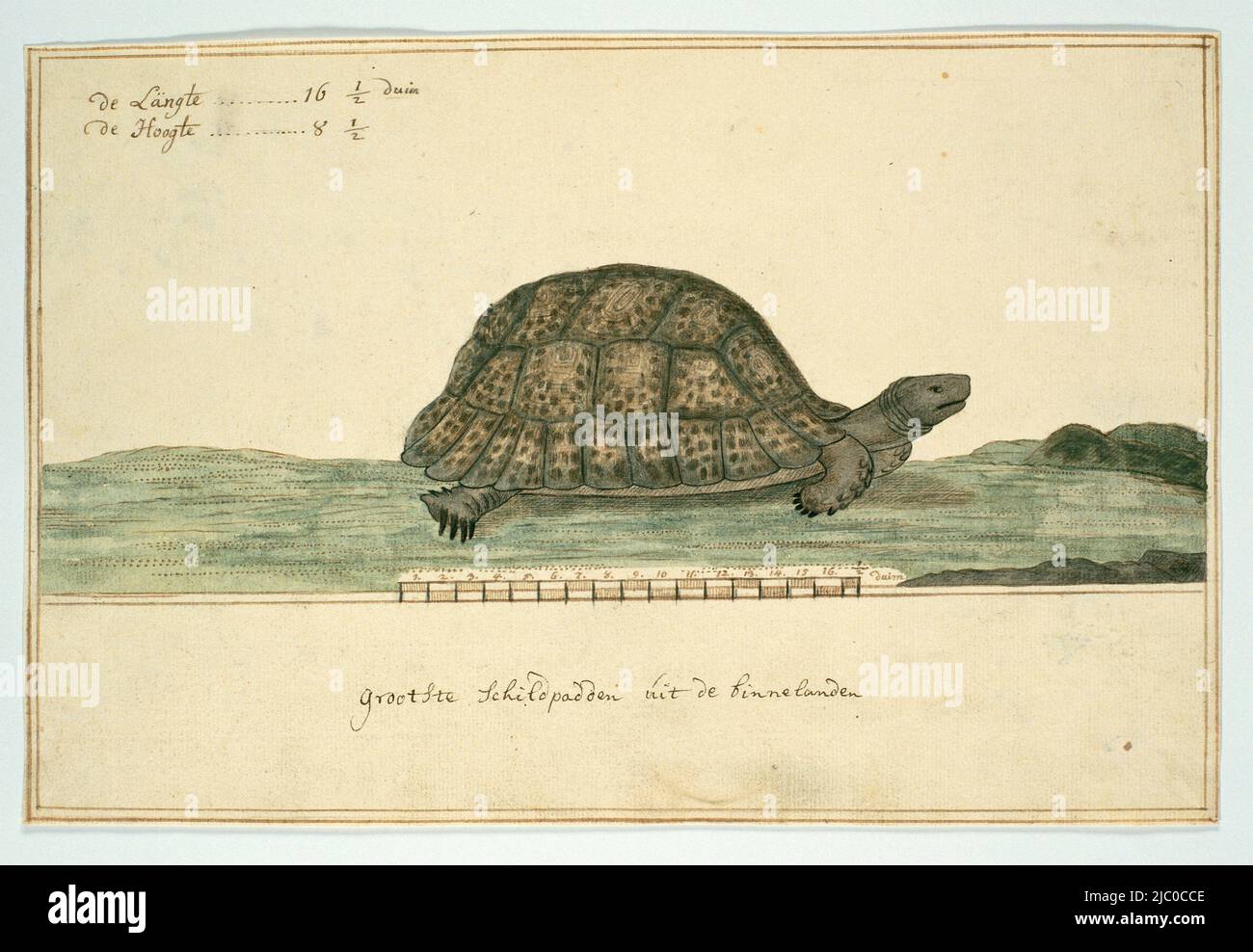 Large tortoise (Testudo pardalis) from the interior, with a scale on the frame lines at the bottom of the image and a length and height measurement at the top left, Testudo pardalis (Leopard tortoise), draughtsman: Robert Jacob Gordon, (attributed to), Oct-1777 - Mar-1786, paper, pen, brush, h 660 mm × w 480 mm, h 206 mm × w 315 mm, h 142 mm × w 305 mm Stock Photo