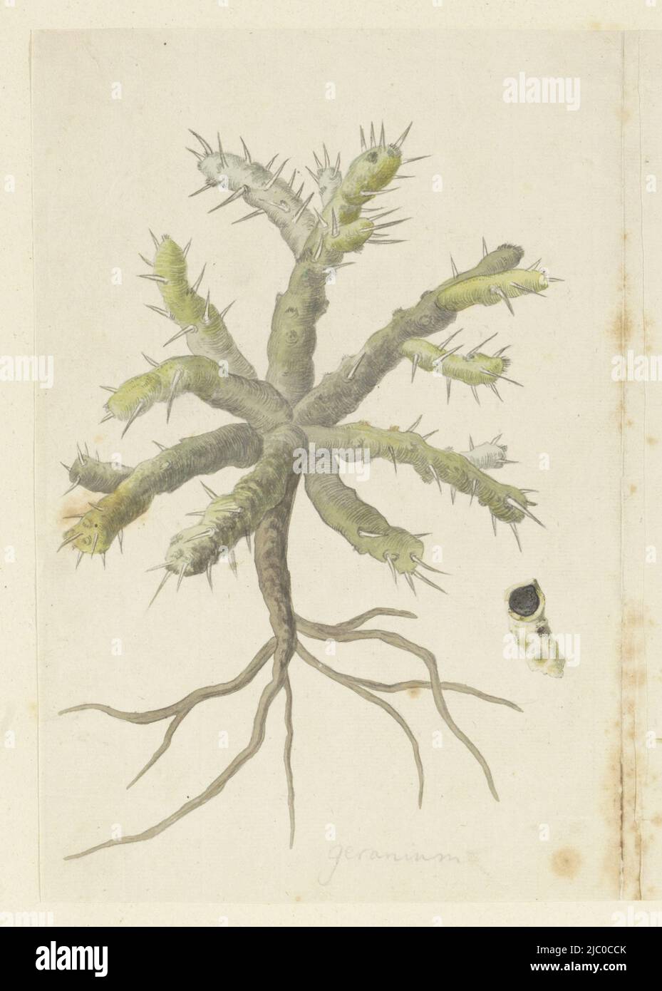 On the left side of leaves: geranium (Monsonia sp) without flowers or leaves, Monsonia patersonii or Monsonia sp., draughtsman: Robert Jacob Gordon, Oct-1777 - Mar-1786, paper, brush, h 660 mm × w 480 mm, h 272 mm × w 183 mm Stock Photo