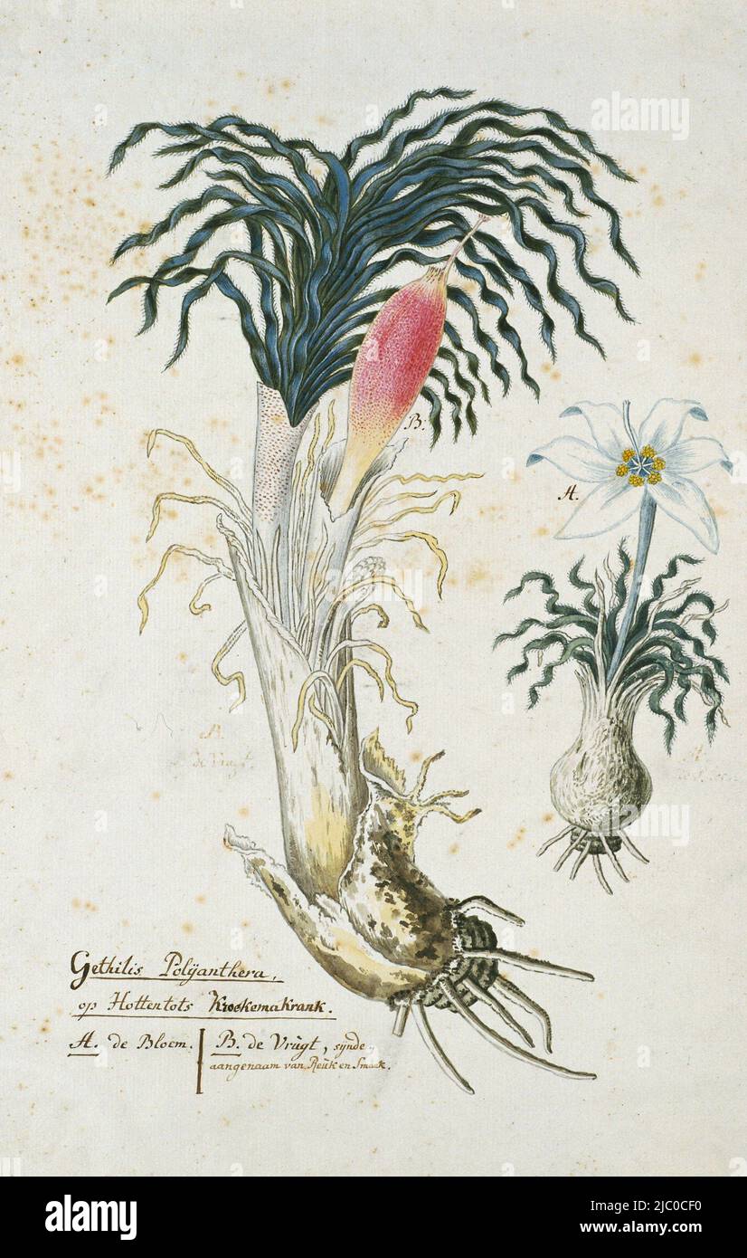 Gethyllis ciliaris with B. the fruit and A. a detailed study of the flower Gethyllis ciliaris (Thunb.), Kroekemakrank in the Khoikhoi., Gethyllis ciliaris (Koekemakranka)., draughtsman: Robert Jacob Gordon, Oct-1777 - Mar-1786, paper, pen, brush, h 660 mm × w 480 mm, h 430 mm × w 274 mm Stock Photo