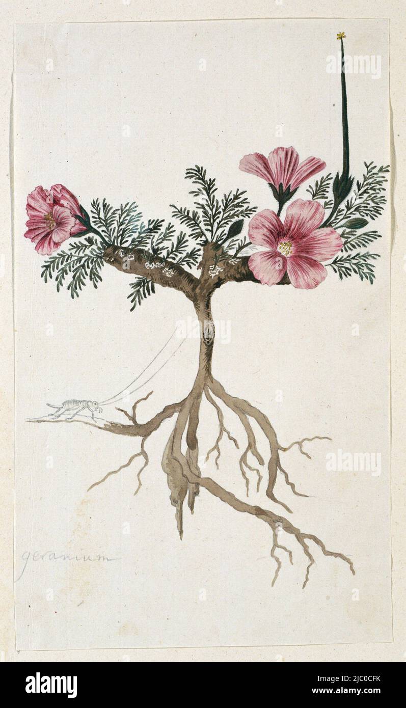 Geranium (Monsonia multifidum E.Mey. ex Kunth) with root and an insect with long antennae, Monsonia multifidum E.Mey. ex Kunth (with an insect), draughtsman: Robert Jacob Gordon, Oct-1777 - Mar-1786, paper, brush, h 660 mm × w 480 mm, h 286 mm × w 171 mm Stock Photo