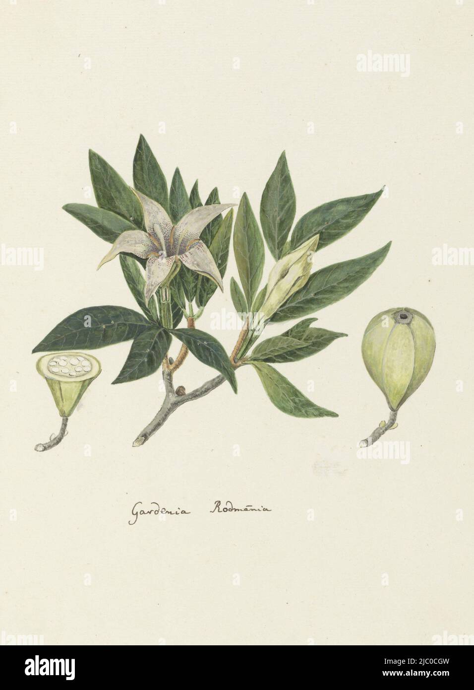 Rothmannia capensis Thunb. (website, Raper& Boucher), gardenia capensis Druce (Dyer), occurs in the native forests of the southern Cape Province, Rothmannia capensis Thunb, formerly gardenia capensis Druce (Wild Gardenia or common Rothmannia)., draughtsman: Robert Jacob Gordon, Oct-1777 - Mar-1786, paper, pen, brush, h 660 mm × w 480 mm, h 327 mm × w 240 mm Stock Photo
