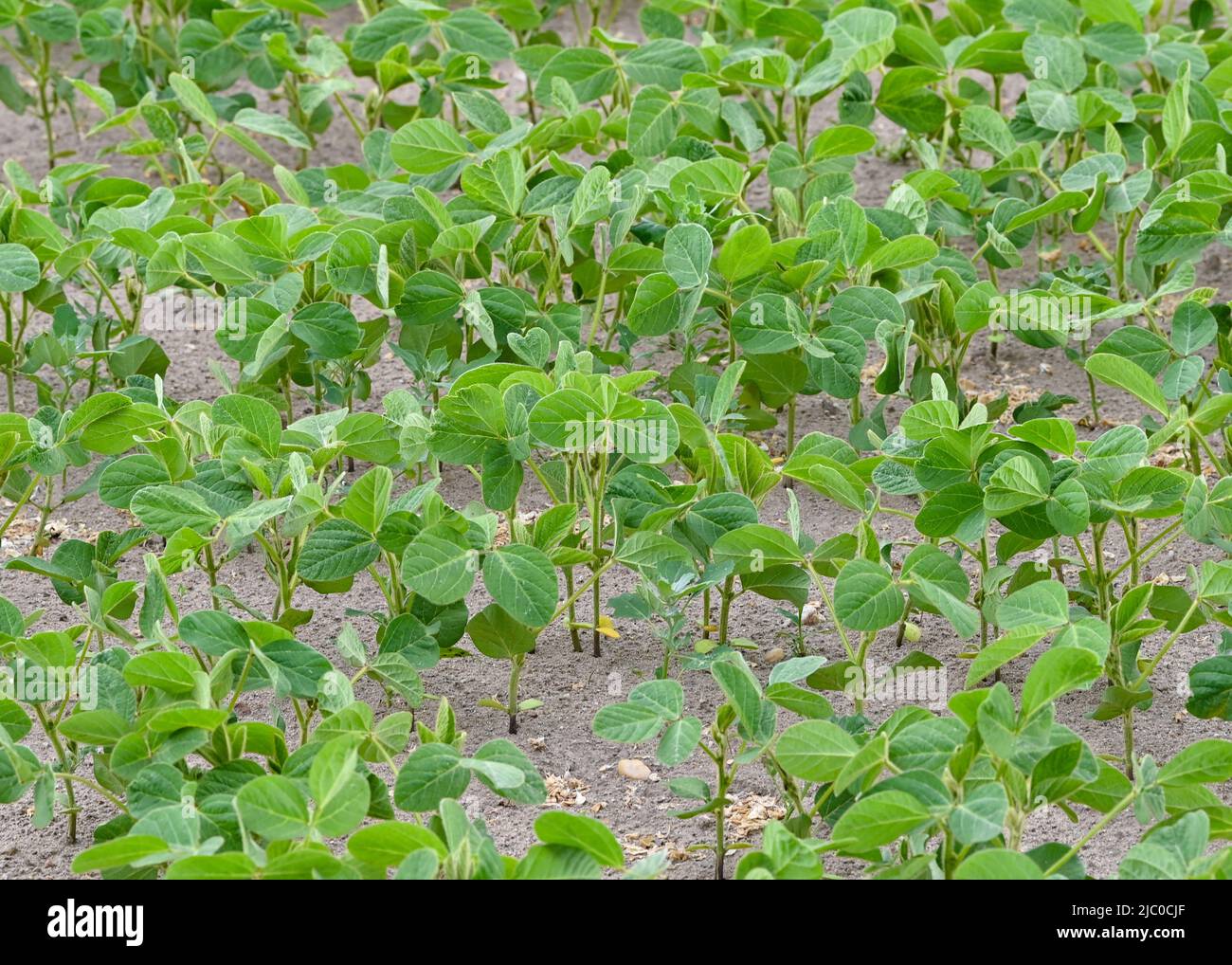 Bronkow, Germany. 08th June, 2022. Young soybeans grow in a field in