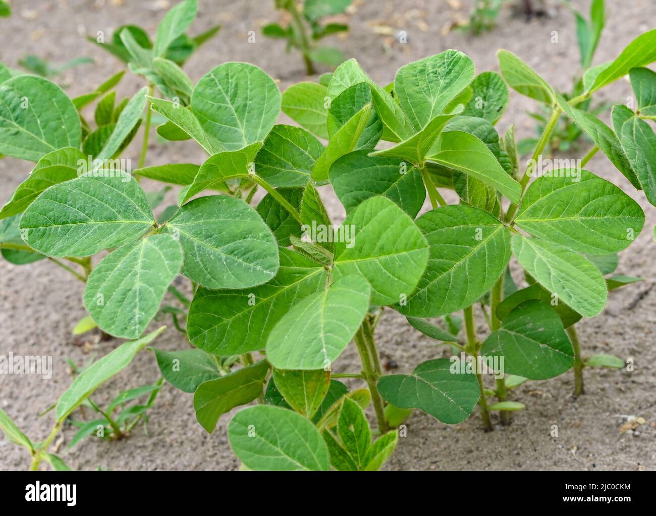 Bronkow, Germany. 08th June, 2022. Young soybeans grow in a field in the Lausitz region of the Oberspreewald-Lausitz district. Soybeans are one of the oldest cultivated plants in the world and originally come from China. Credit: Patrick Pleul/dpa/Alamy Live News Stock Photo