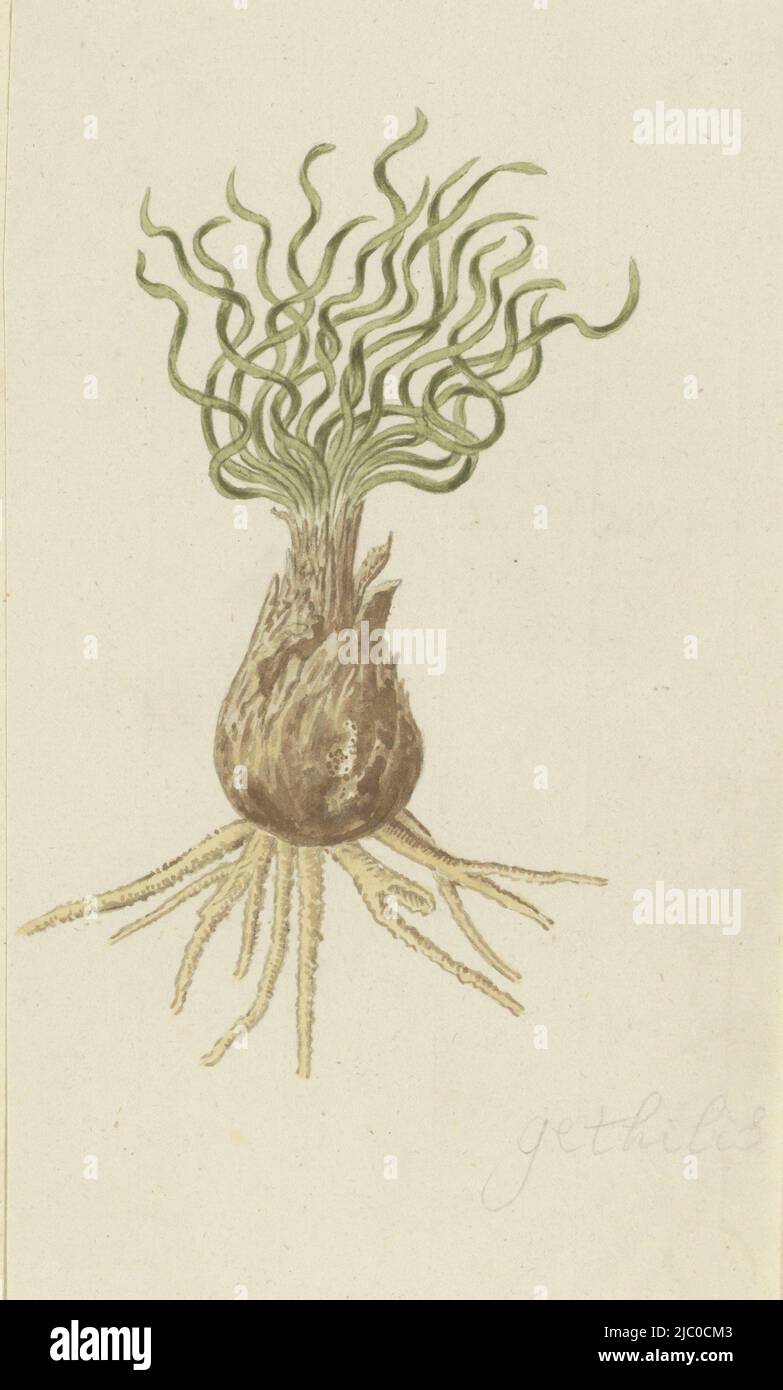 Gethyllis afra L., Gethyllis afra L (Kukukmakranka), draughtsman: Robert Jacob Gordon, Oct-1777 - Mar-1786, paper, brush, h 660 mm × w 480 mm, h 245 mm × w 139 mm Stock Photo