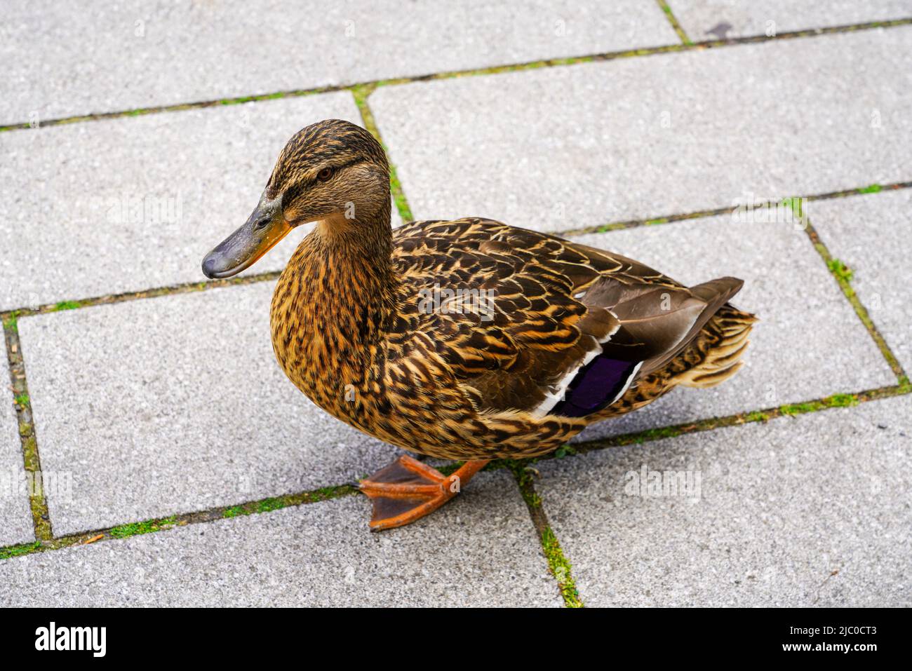 A duck is waiting to be fed. Düsseldorf, North Rhine-Westphalia, Germany, 23.5.22 Stock Photo
