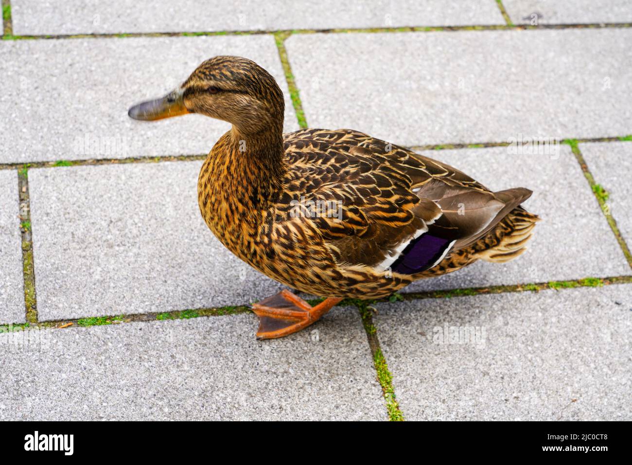 A duck is waiting to be fed. Düsseldorf, North Rhine-Westphalia, Germany, 23.5.22 Stock Photo