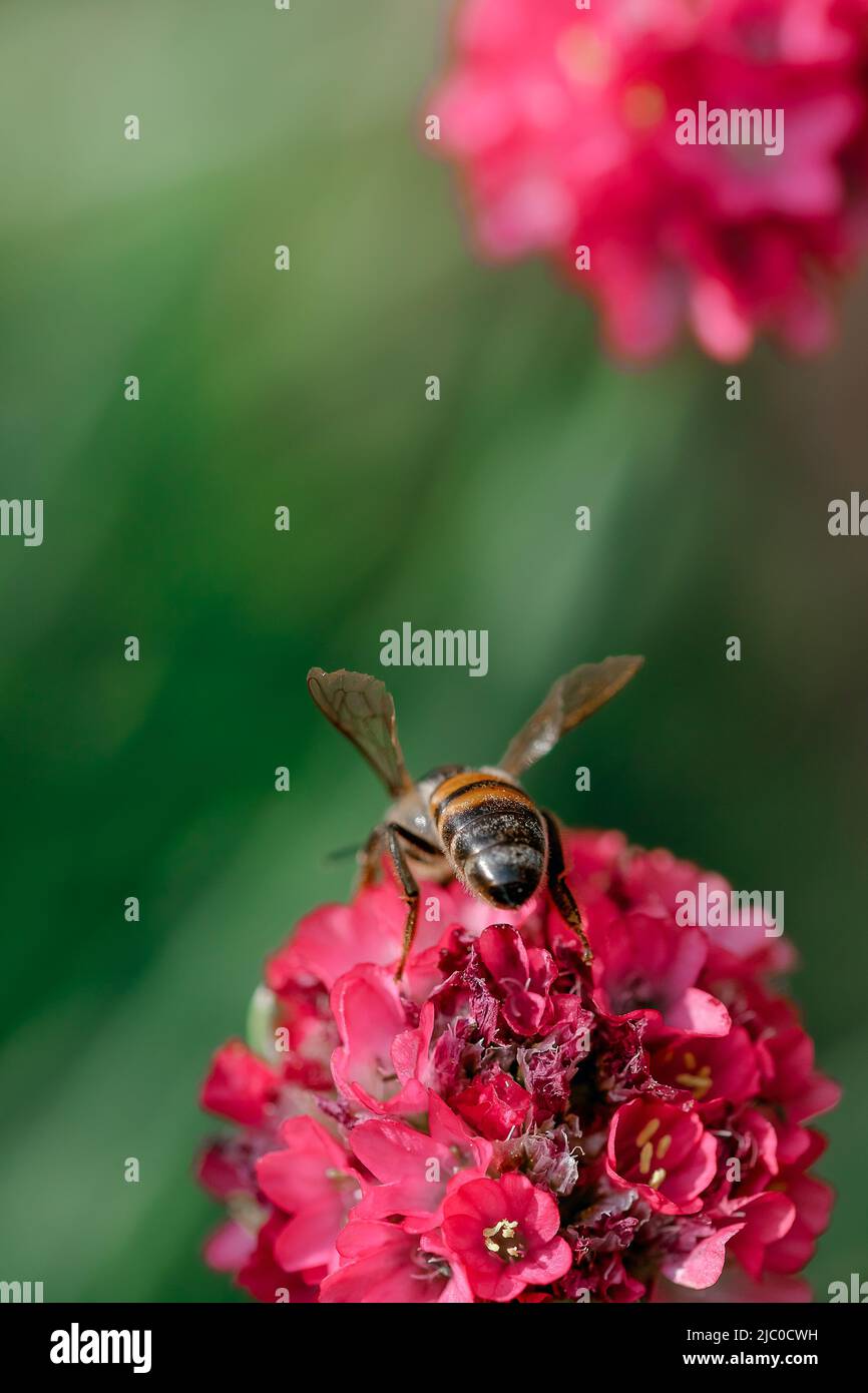 Macro of a bee feeding on a pink flower Stock Photo