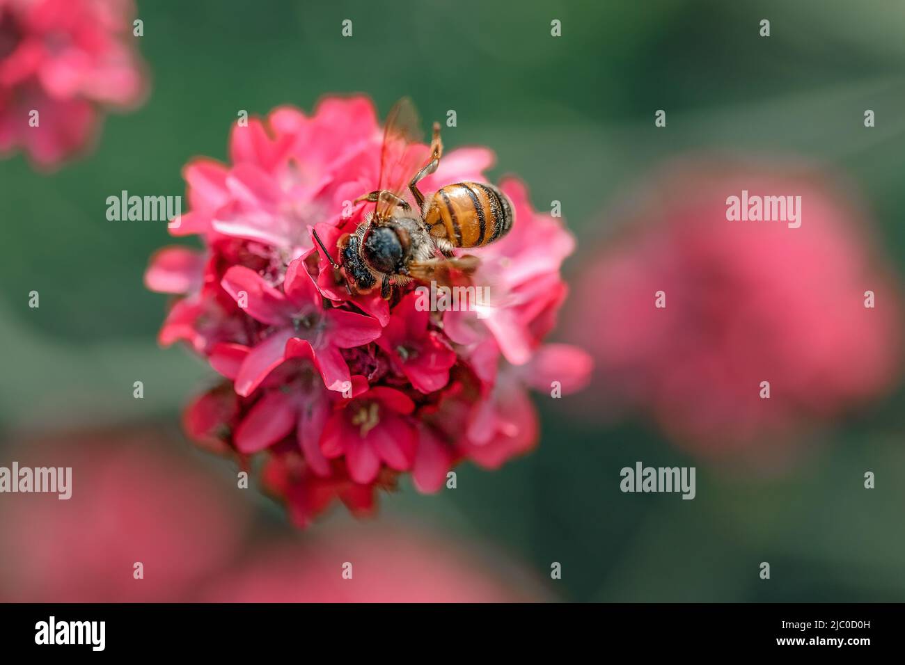Macro of a bee feeding on a pink flower Stock Photo