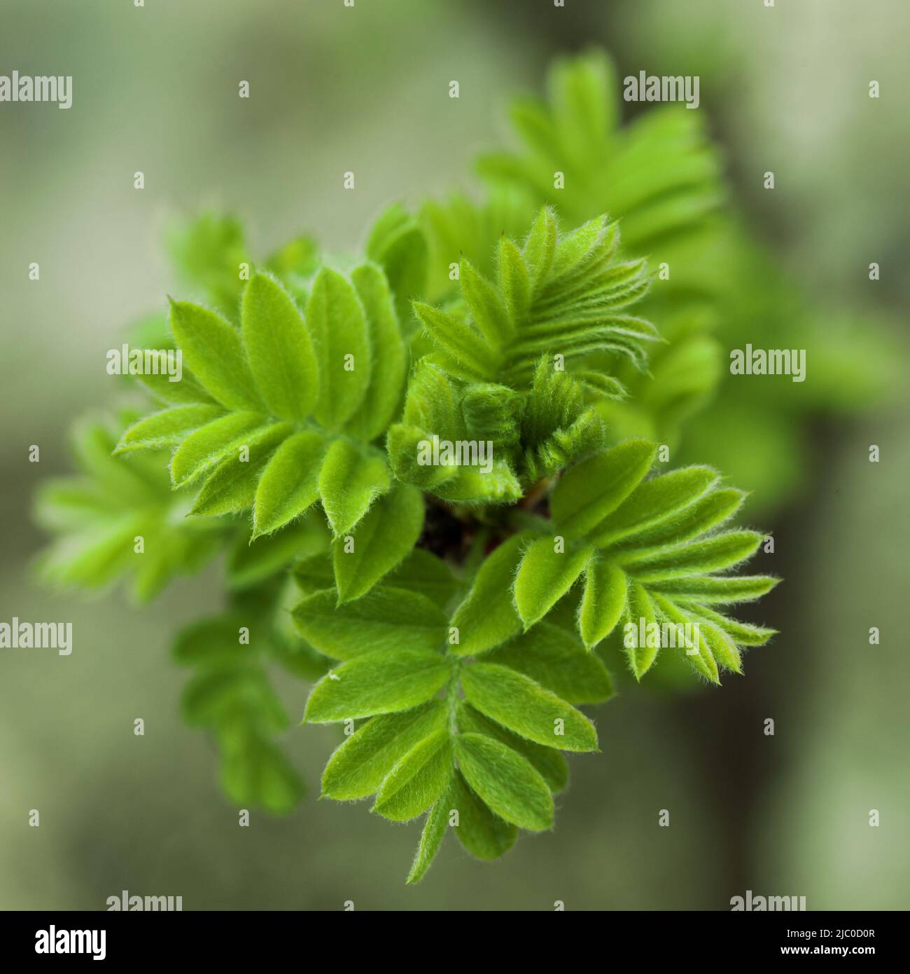 Sorbaria sorbifolia. Spring blossoming close up Stock Photo