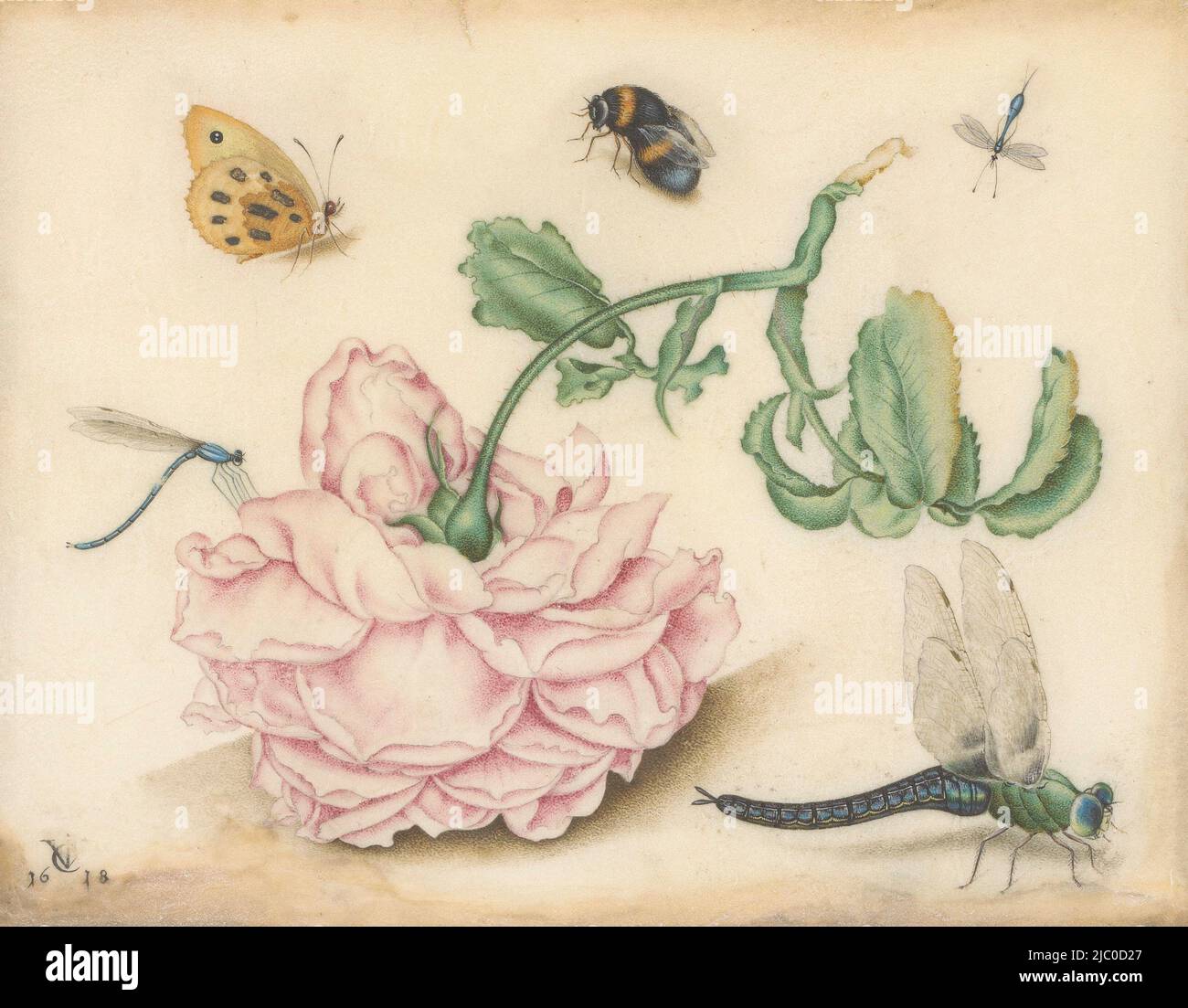A Rose and Five Insects Rose and Five Insects, draughtsman: Christoffel van den Berghe, (attributed to), draughtsman: Monogrammist CJV, (rejected attribution), 1618, parchment (animal material), h 130 mm × w 166 mm Stock Photo